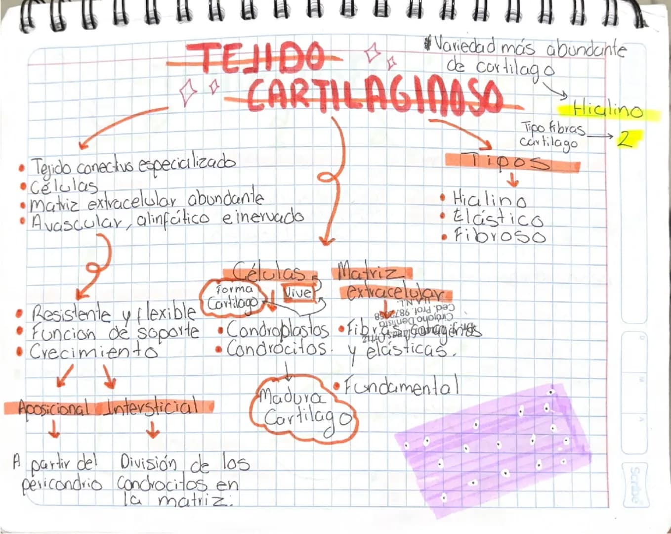 # TEJIDO CARTILAGINOSO
* Variedad más abundante de cartílago
* Hialino
* Tipo fibras cartílago
* 2
## Tipos
* Hialino
*