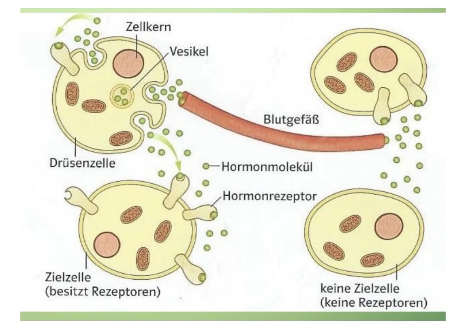 1.Hormone
1.1.Definition
-chemische Signal- und Botenstoffe
-übermitteln Informationen und
regeln wichtige Vorgänge
1.2.Klassifizierung
-U