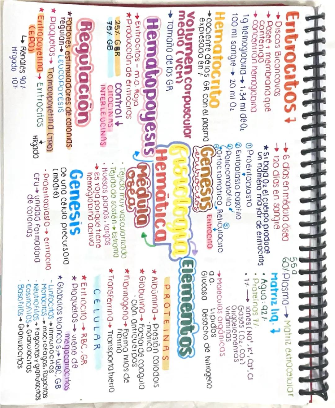 # EritrocitoS7
- Discos Biconcavas
→ Posee + membrana que
contenido
→ concentran nemoglobina
19 hemoglobing→ 1.34 ml de Oz
100 ml sangr