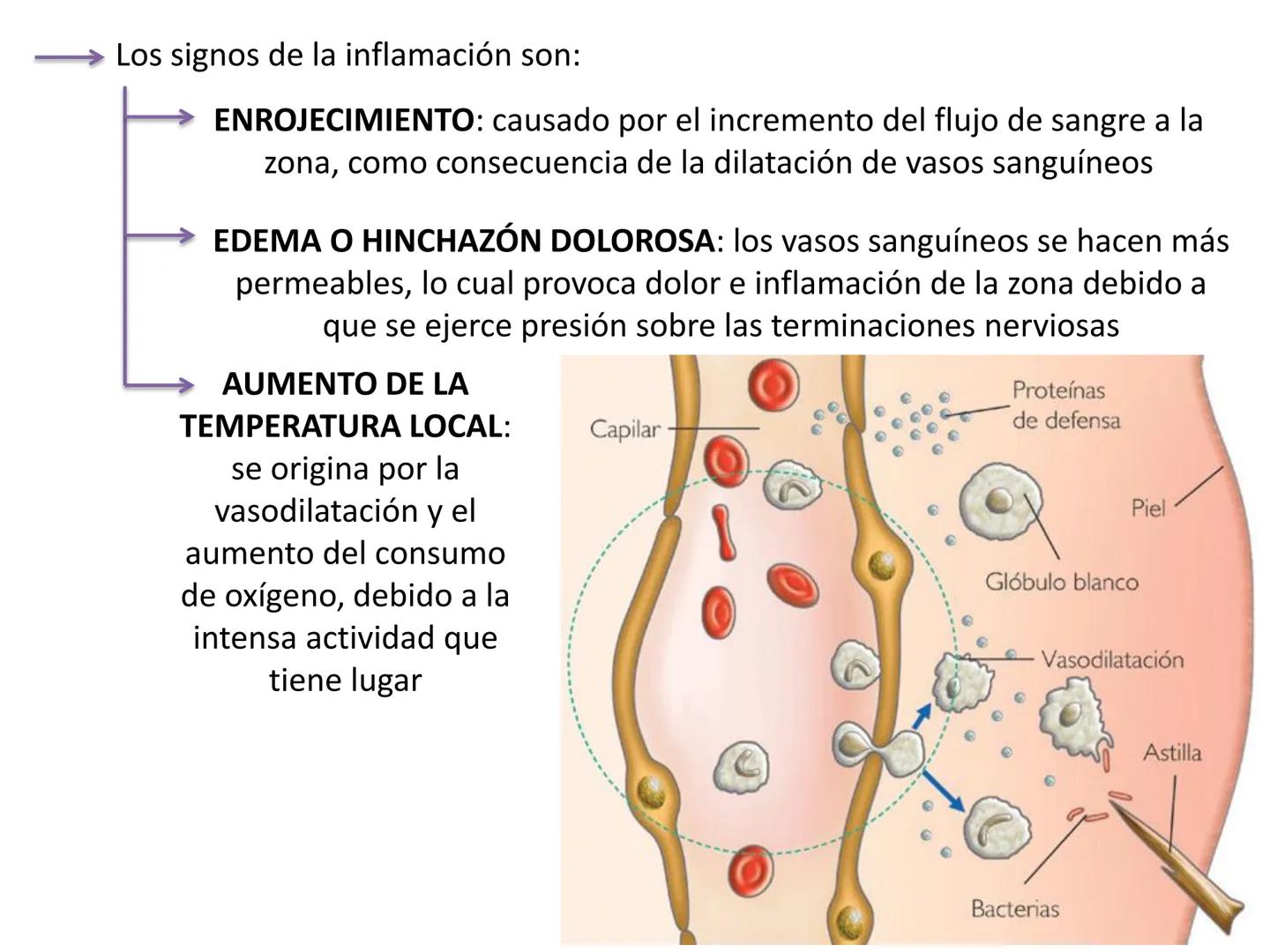 Qué vamos a estudiar...
1. EL SISTEMA INMUNE
1.1. La inmunidad y la respuesta inmune
2. EL SISTEMA INMUNITARIO INNATO
2.1. Respuesta inflama