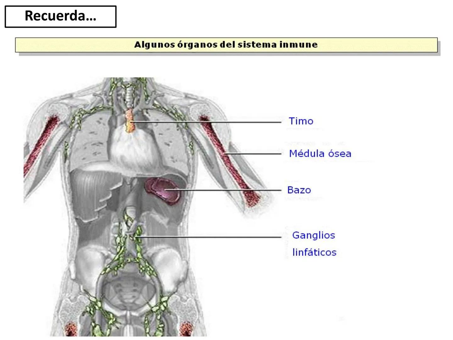 Qué vamos a estudiar...
1. EL SISTEMA INMUNE
1.1. La inmunidad y la respuesta inmune
2. EL SISTEMA INMUNITARIO INNATO
2.1. Respuesta inflama