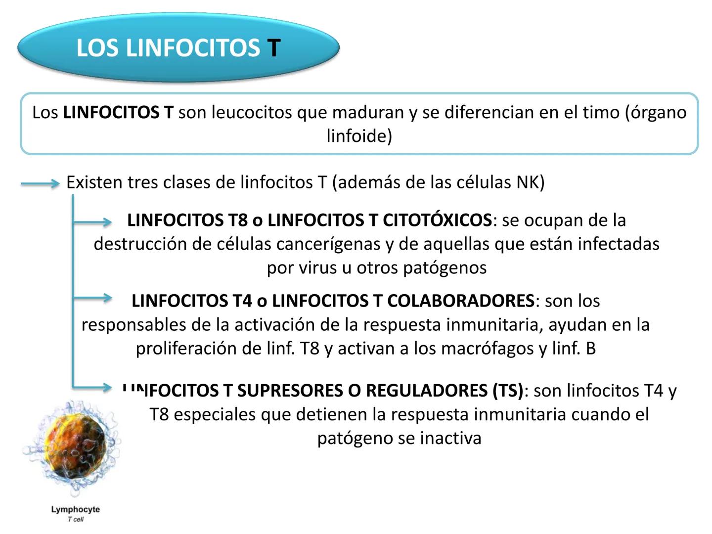 Qué vamos a estudiar...
1. EL SISTEMA INMUNE
1.1. La inmunidad y la respuesta inmune
2. EL SISTEMA INMUNITARIO INNATO
2.1. Respuesta inflama