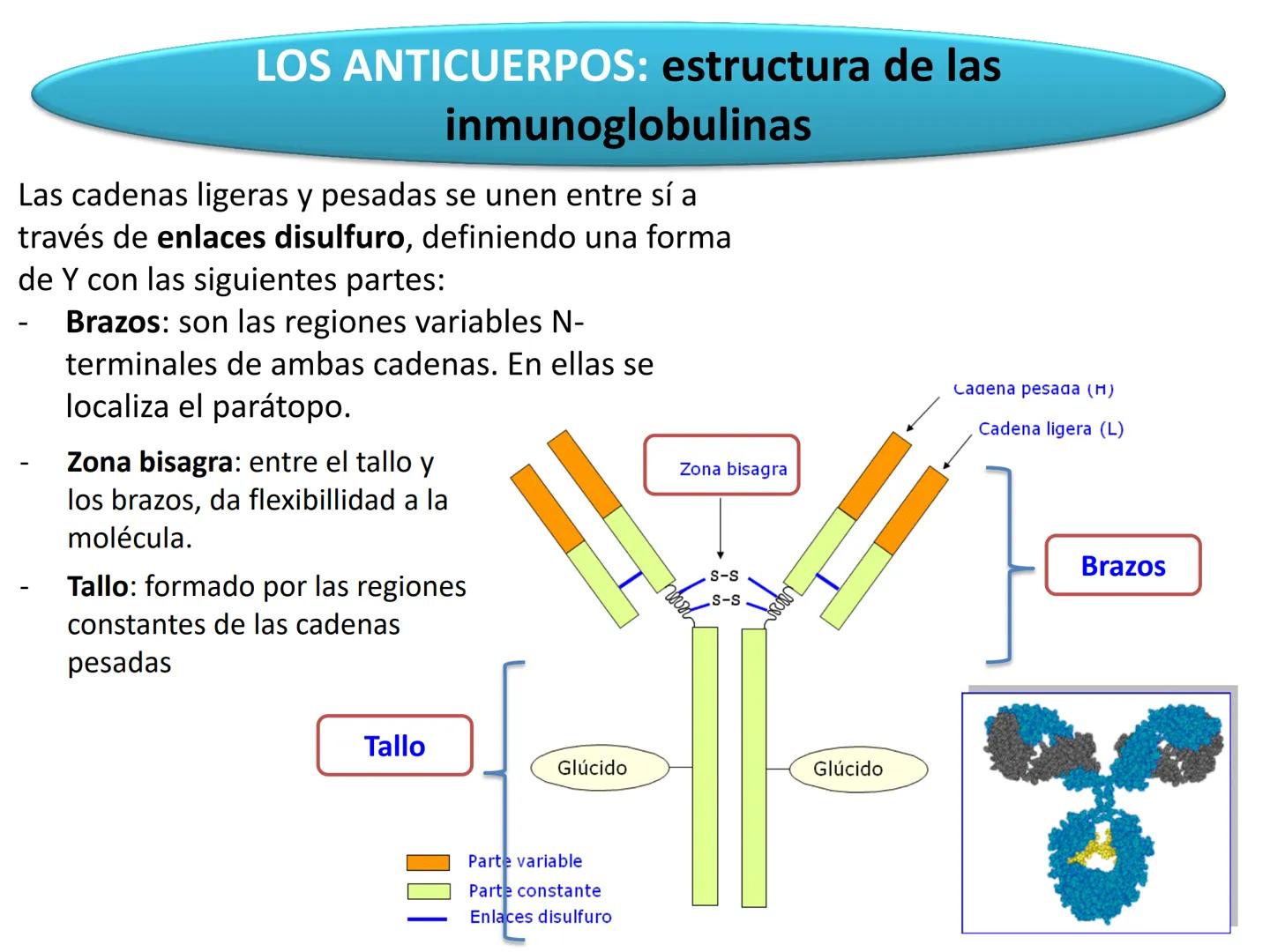 Qué vamos a estudiar...
1. EL SISTEMA INMUNE
1.1. La inmunidad y la respuesta inmune
2. EL SISTEMA INMUNITARIO INNATO
2.1. Respuesta inflama