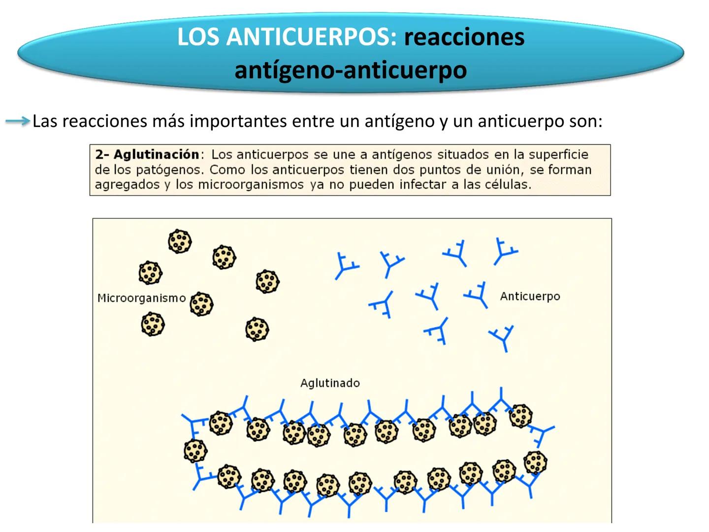 Qué vamos a estudiar...
1. EL SISTEMA INMUNE
1.1. La inmunidad y la respuesta inmune
2. EL SISTEMA INMUNITARIO INNATO
2.1. Respuesta inflama