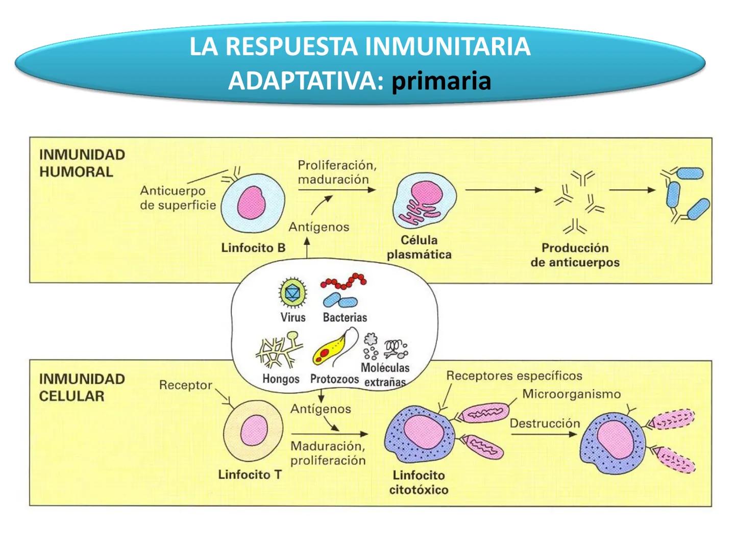 Qué vamos a estudiar...
1. EL SISTEMA INMUNE
1.1. La inmunidad y la respuesta inmune
2. EL SISTEMA INMUNITARIO INNATO
2.1. Respuesta inflama