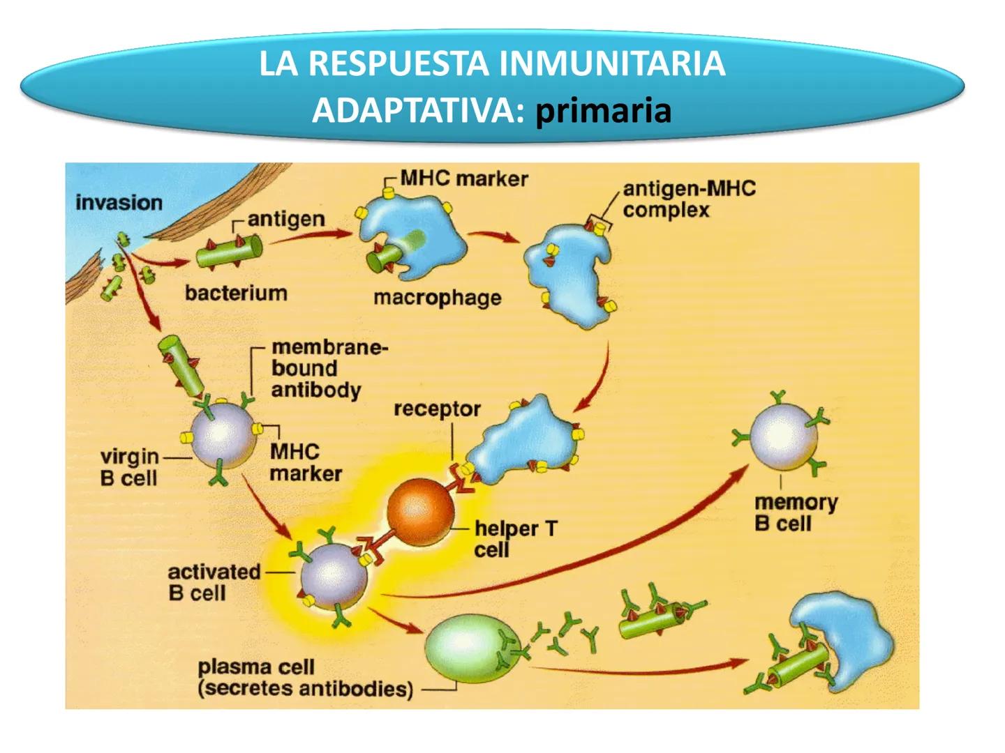 Qué vamos a estudiar...
1. EL SISTEMA INMUNE
1.1. La inmunidad y la respuesta inmune
2. EL SISTEMA INMUNITARIO INNATO
2.1. Respuesta inflama