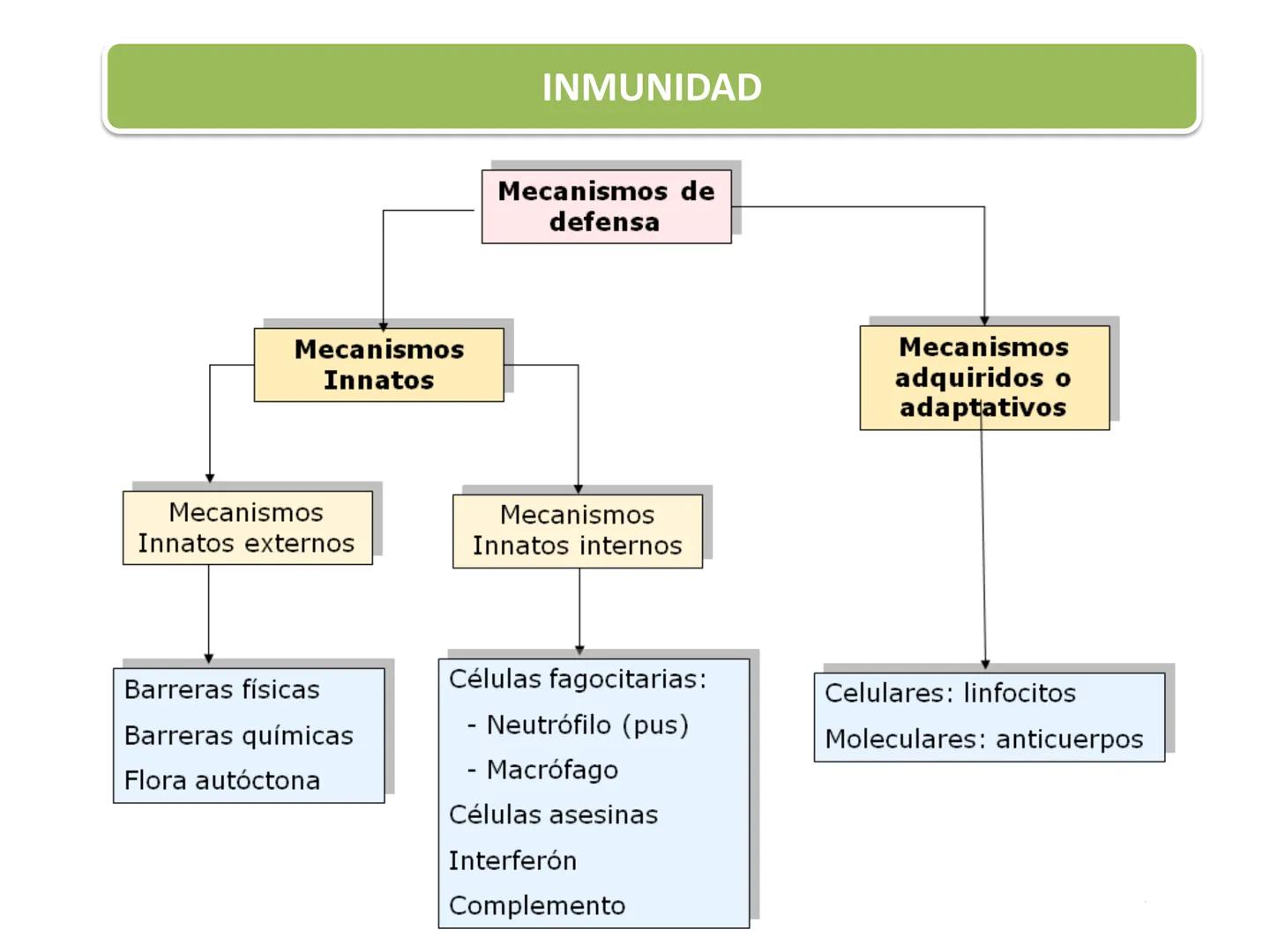 Qué vamos a estudiar...
1. EL SISTEMA INMUNE
1.1. La inmunidad y la respuesta inmune
2. EL SISTEMA INMUNITARIO INNATO
2.1. Respuesta inflama