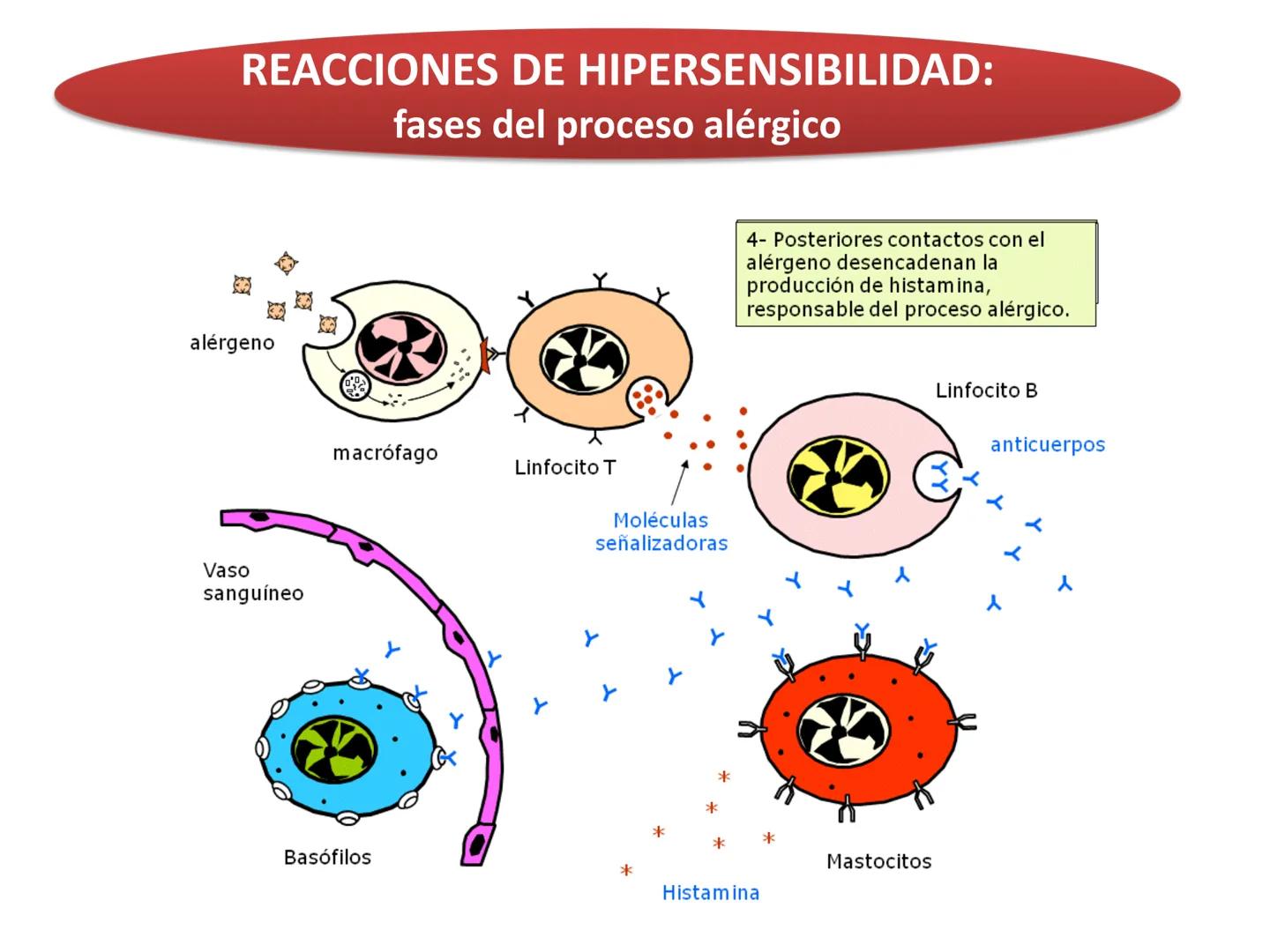Qué vamos a estudiar...
1. EL SISTEMA INMUNE
1.1. La inmunidad y la respuesta inmune
2. EL SISTEMA INMUNITARIO INNATO
2.1. Respuesta inflama