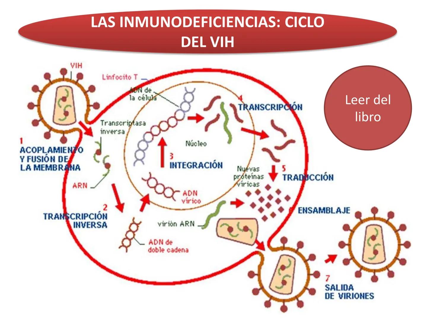 Qué vamos a estudiar...
1. EL SISTEMA INMUNE
1.1. La inmunidad y la respuesta inmune
2. EL SISTEMA INMUNITARIO INNATO
2.1. Respuesta inflama