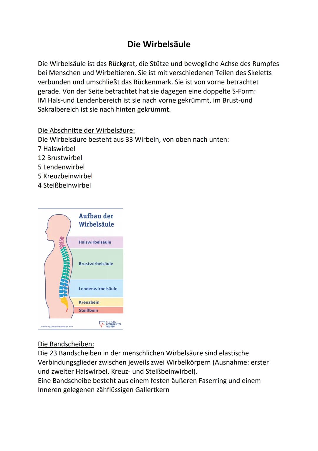 # Die Wirbelsäule
Die Wirbelsäule ist das Rückgrat, die Stütze und bewegliche Achse des Rumpfes
bei Menschen und Wirbeltieren. Sie ist mit