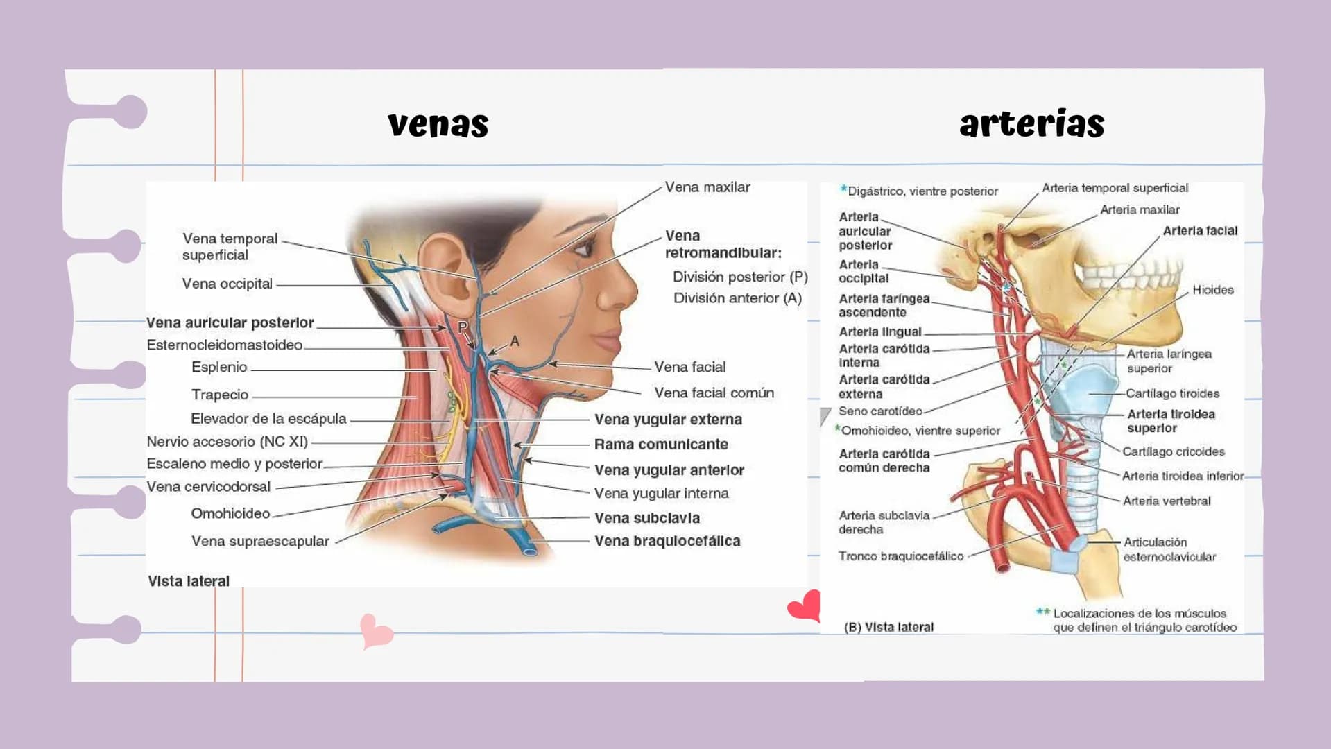 # Introducción
Es una lesión del disco intervertebral, donde el núcleo pulposo al prolapsarse a través del anillo, fibroso, produce un cuadr