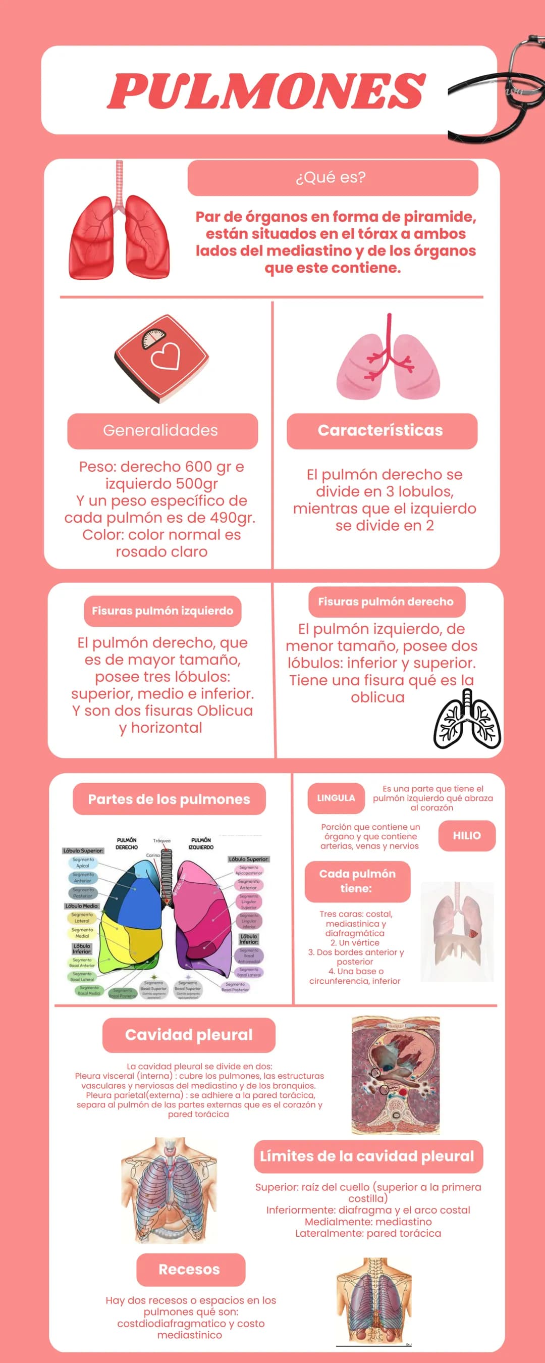 # PULMONES
## ¿Qué es?
Par de órganos en forma de piramide,
están situados en el tórax a ambos
lados del mediastino y de los órganos
que es