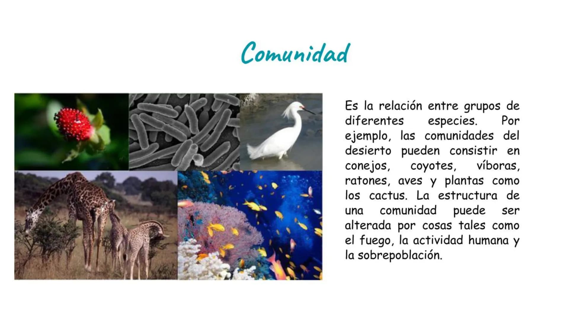 # Átomo
Los niveles organización biológica o jerarquía de la vida, es la jerarquía de estructuras y sistemas biológicos complejos que define