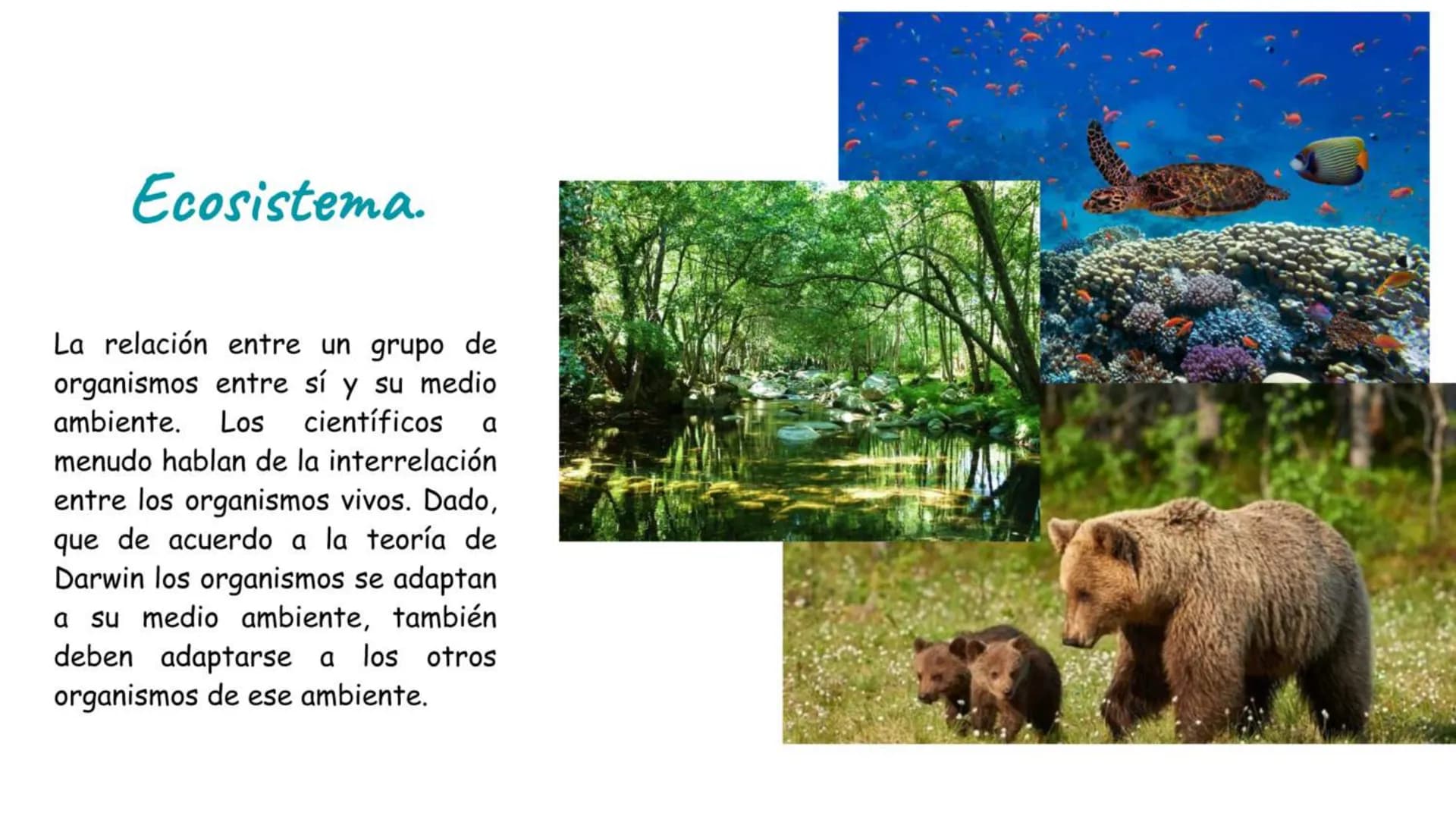 # Átomo
Los niveles organización biológica o jerarquía de la vida, es la jerarquía de estructuras y sistemas biológicos complejos que define