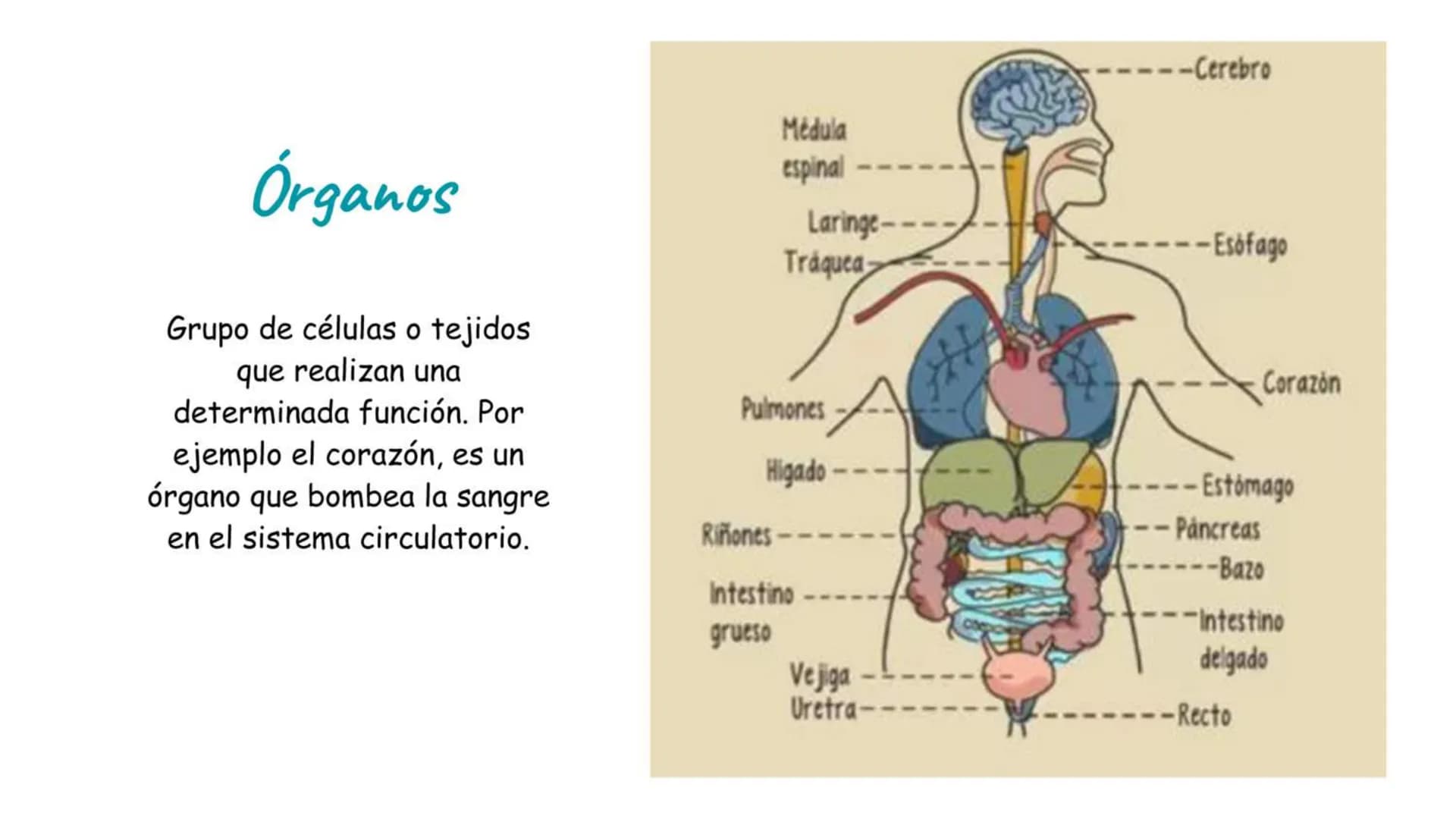 # Átomo
Los niveles organización biológica o jerarquía de la vida, es la jerarquía de estructuras y sistemas biológicos complejos que define