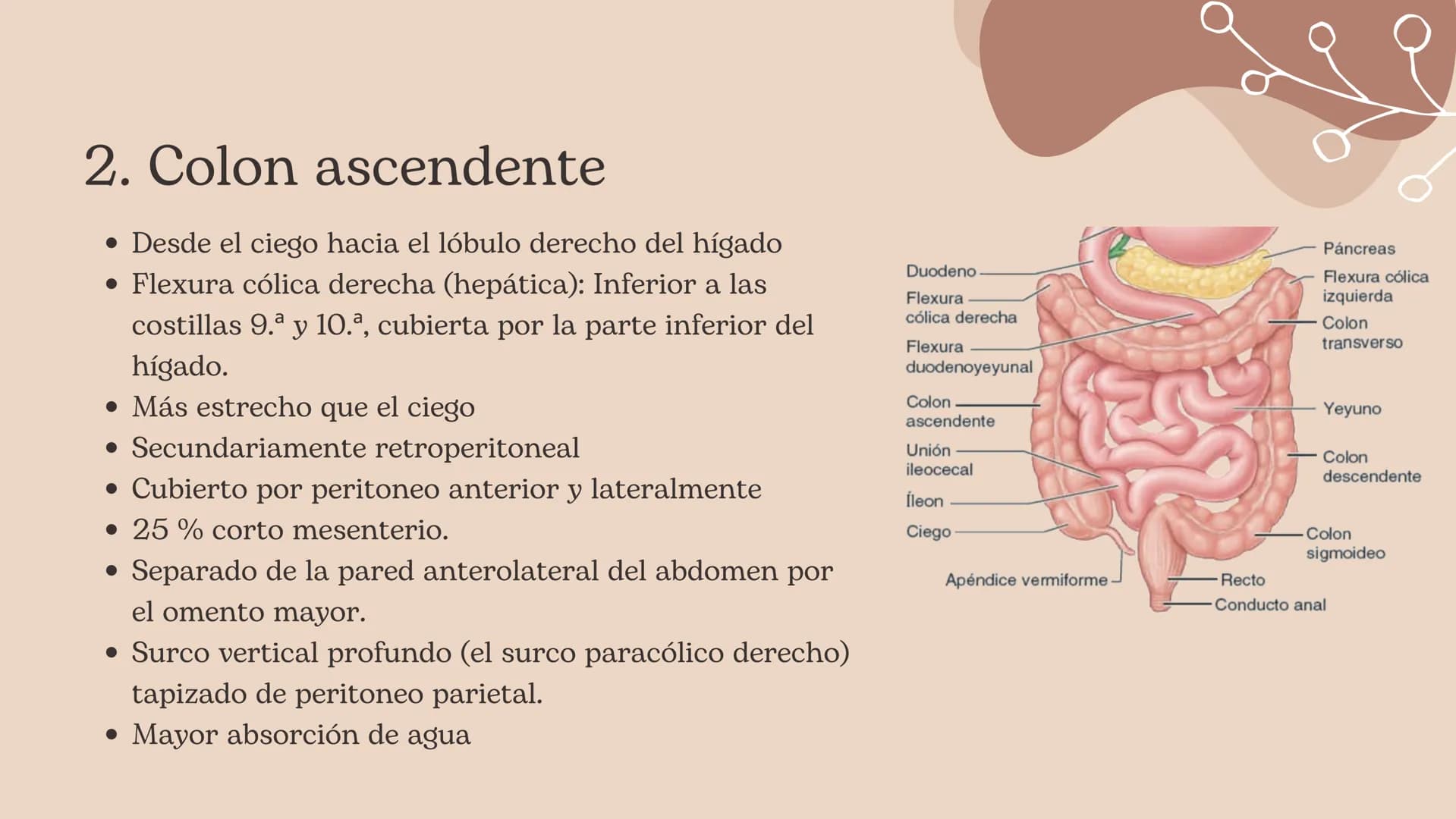 Intestino grueso, Presentación Moore – página 10