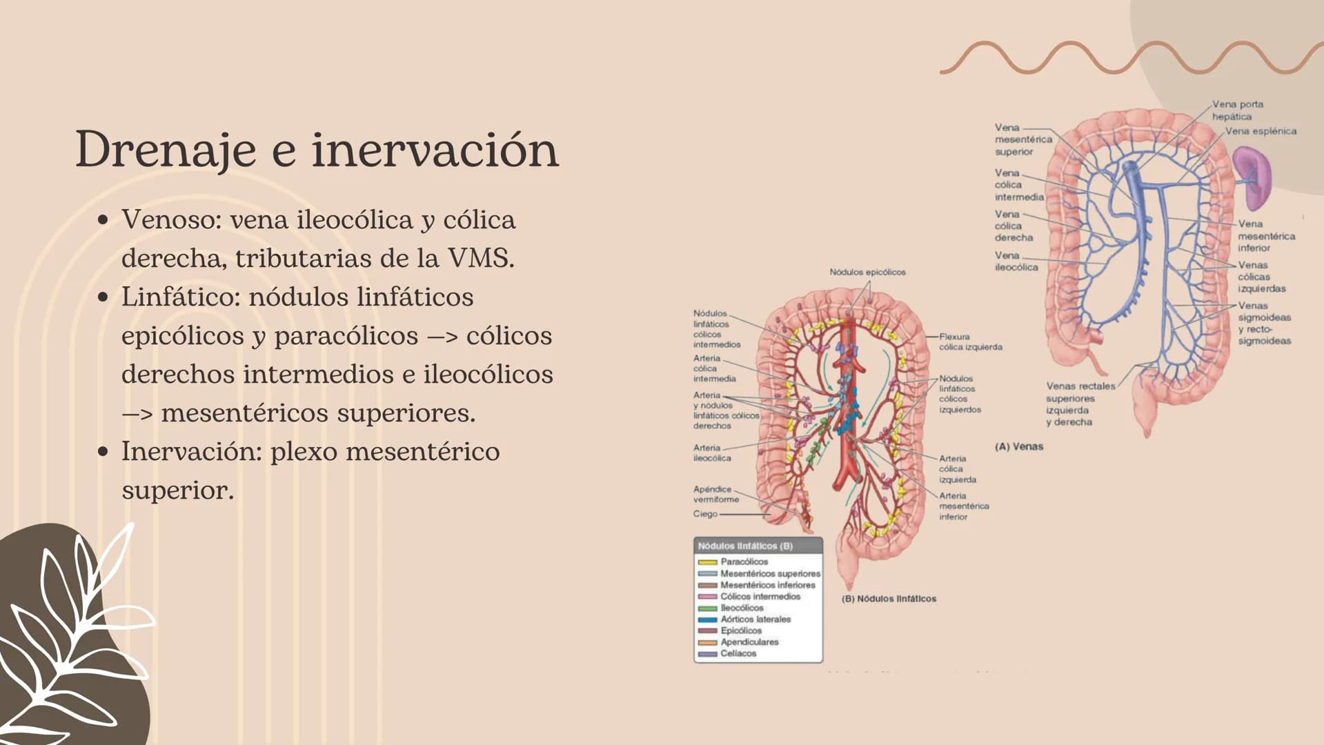 Intestino grueso, Presentación Moore – página 12