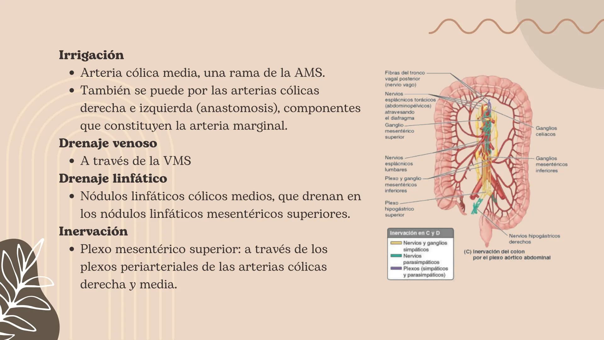Intestino grueso, Presentación Moore – página 14