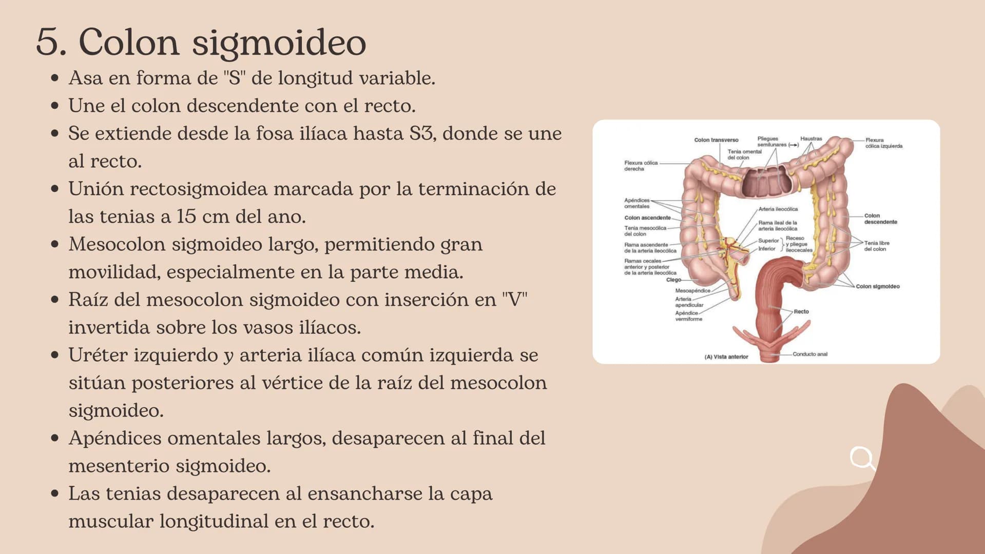 Intestino grueso, Presentación Moore – página 16