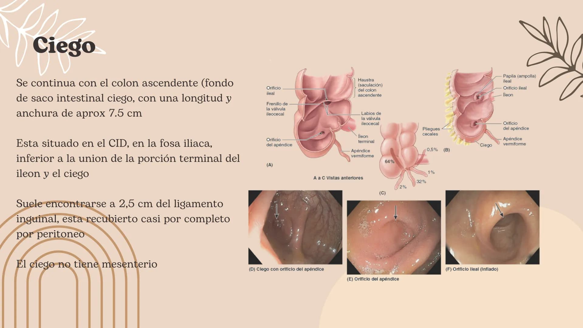 Intestino grueso, Presentación Moore – página 3