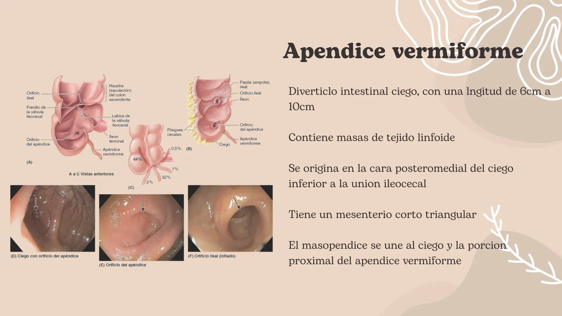 Intestino grueso, Presentación Moore – página 4