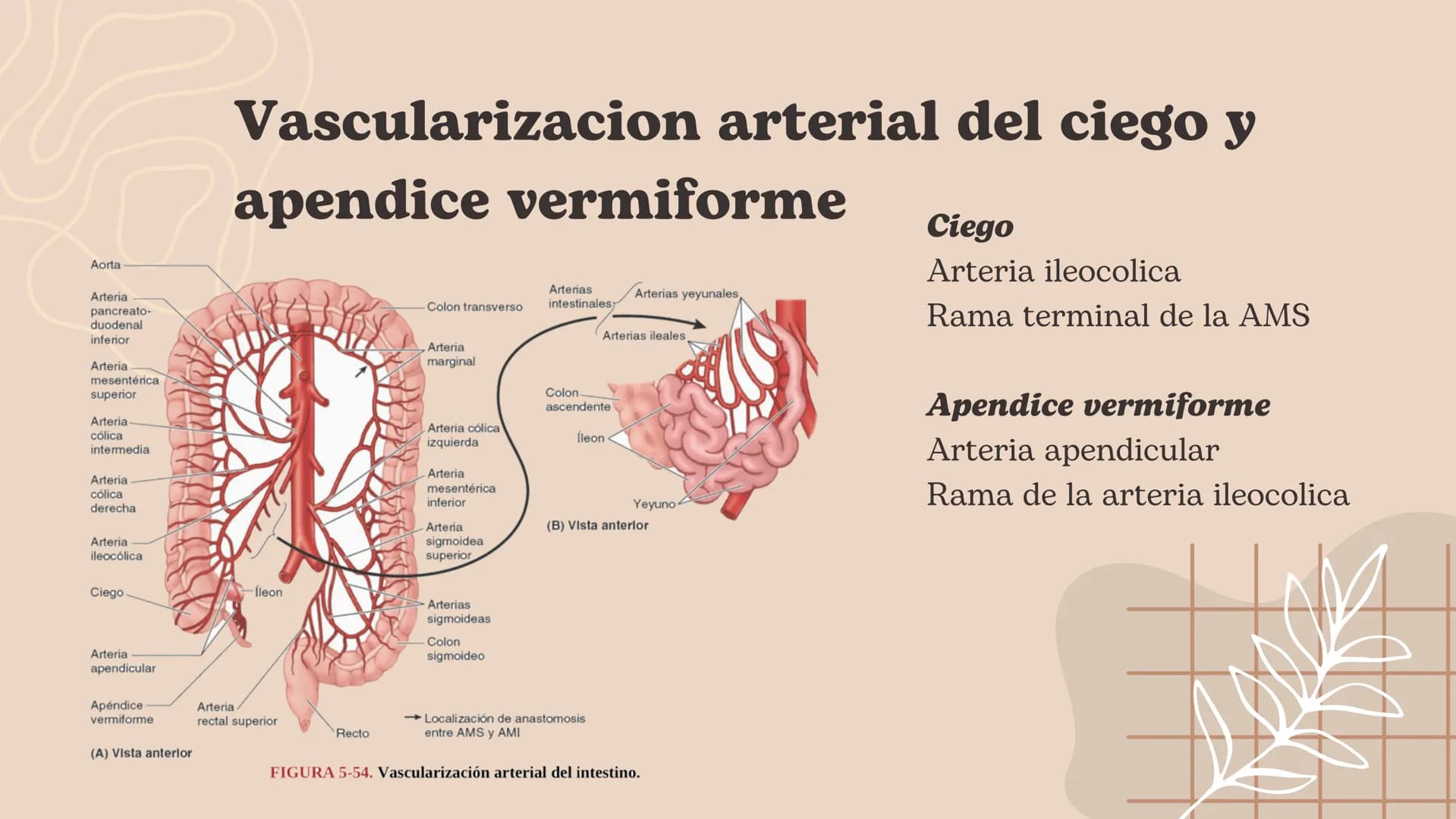 Intestino grueso, Presentación Moore – página 5
