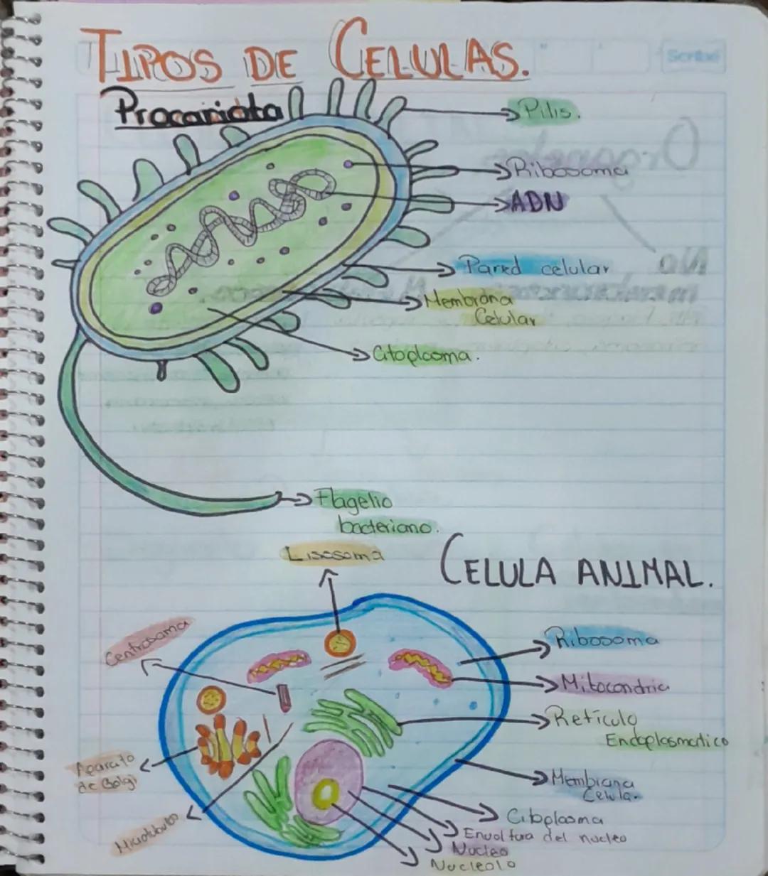 # TIPOS DE CELULAS.
Procariata ELULAS.
اد
Pilis.
Ribosoma
ADN
→Pared celular
Membrana
Catoplooma.
Celular
Scribe
Centrosama
Flagelio
bade