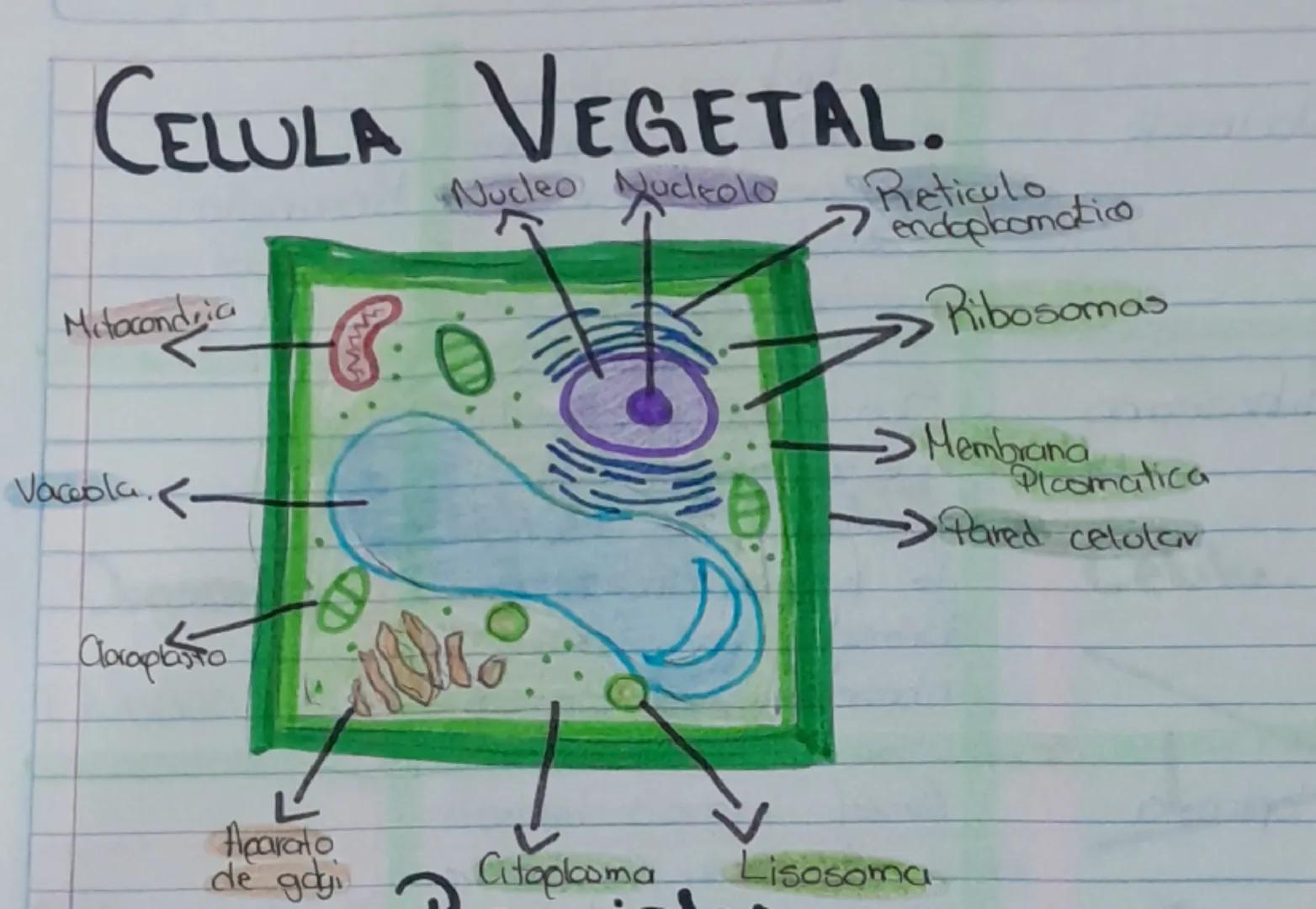 # TIPOS DE CELULAS.
Procariata ELULAS.
اد
Pilis.
Ribosoma
ADN
→Pared celular
Membrana
Catoplooma.
Celular
Scribe
Centrosama
Flagelio
bade