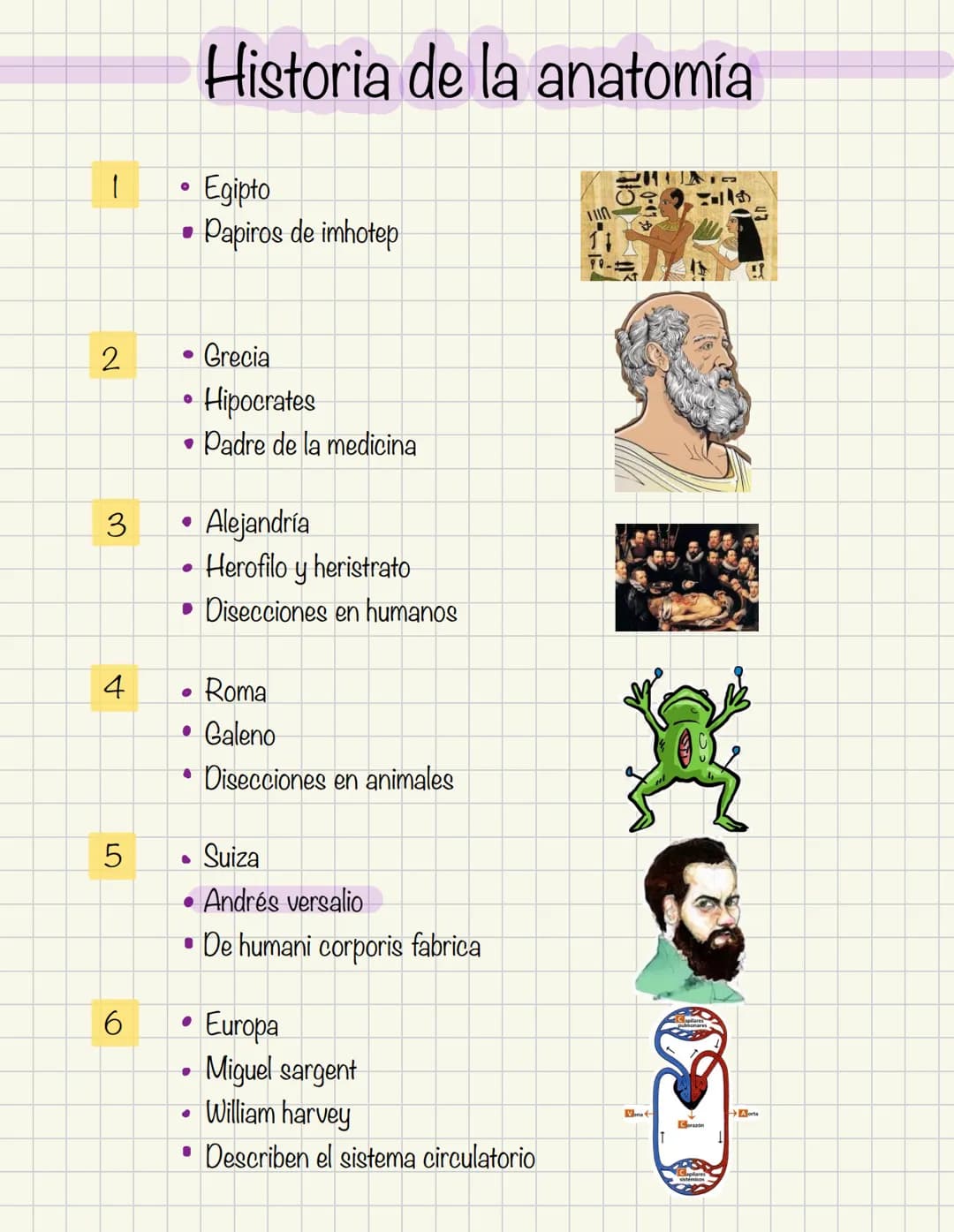 # Historia de la anatomía
1.
- Egipto
- Papiros de imhotep
2.
- Grecia
- Hipocrates
- Padre de la medicina
3.
- Alejandría
- H