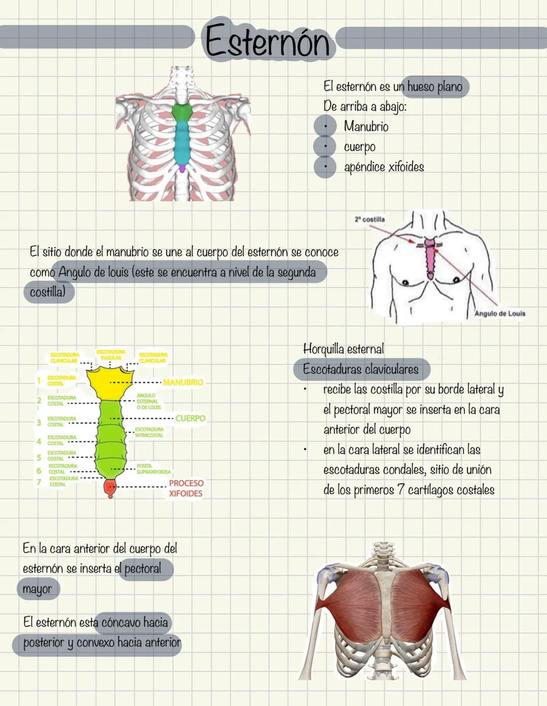# Historia de la anatomía
1.
- Egipto
- Papiros de imhotep
2.
- Grecia
- Hipocrates
- Padre de la medicina
3.
- Alejandría
- H