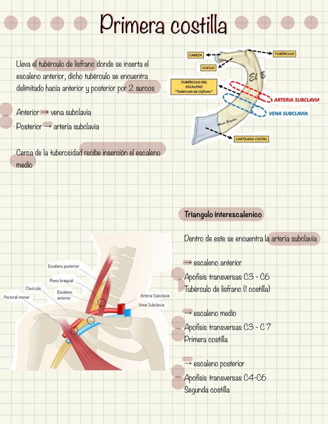 # Historia de la anatomía
1.
- Egipto
- Papiros de imhotep
2.
- Grecia
- Hipocrates
- Padre de la medicina
3.
- Alejandría
- H