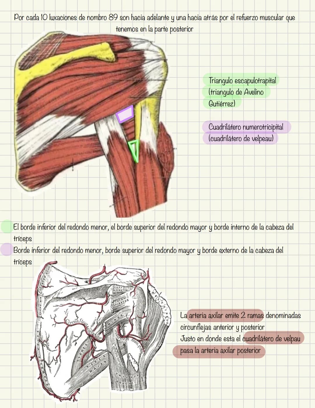 # Historia de la anatomía
1.
- Egipto
- Papiros de imhotep
2.
- Grecia
- Hipocrates
- Padre de la medicina
3.
- Alejandría
- H