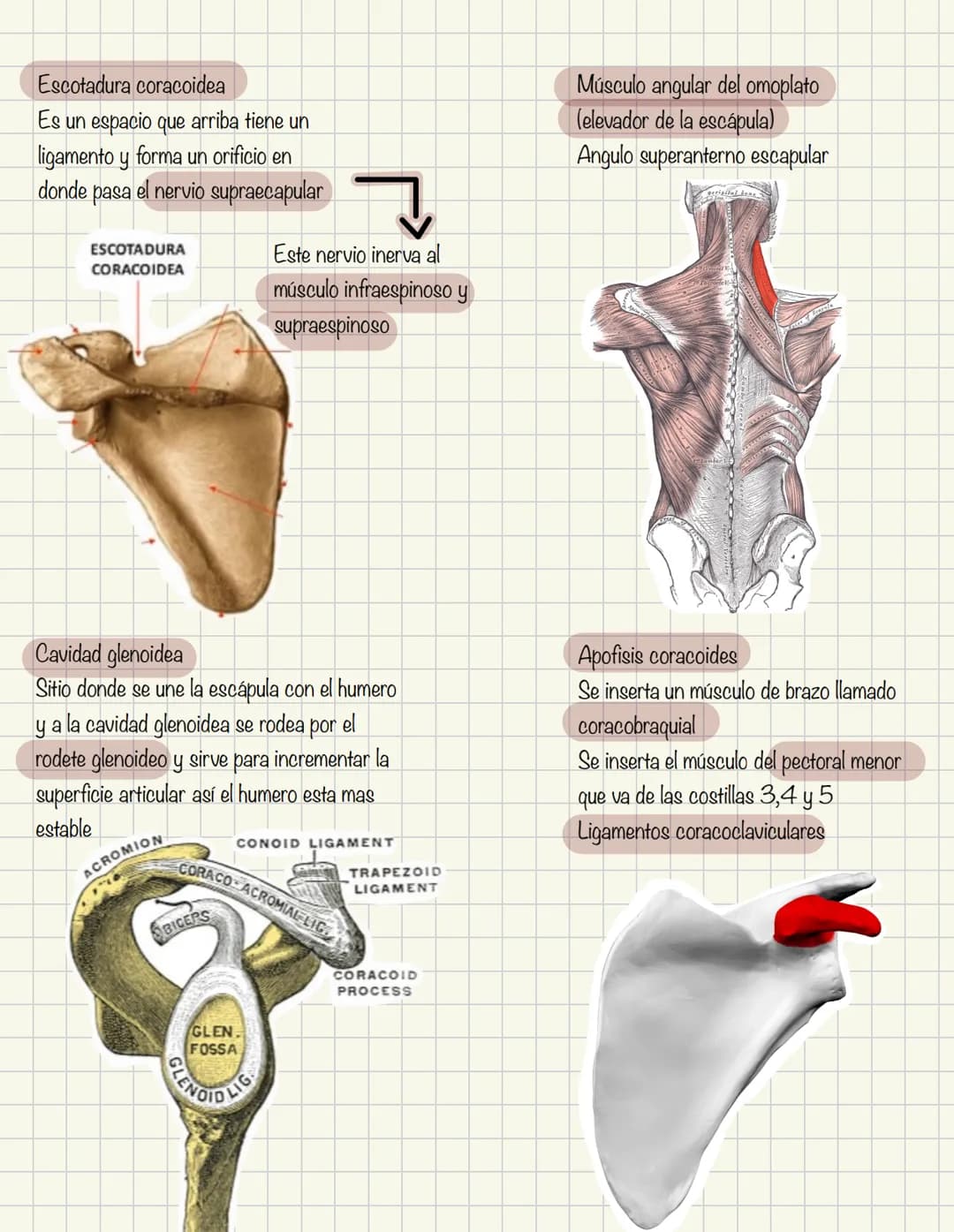 # Historia de la anatomía
1.
- Egipto
- Papiros de imhotep
2.
- Grecia
- Hipocrates
- Padre de la medicina
3.
- Alejandría
- H