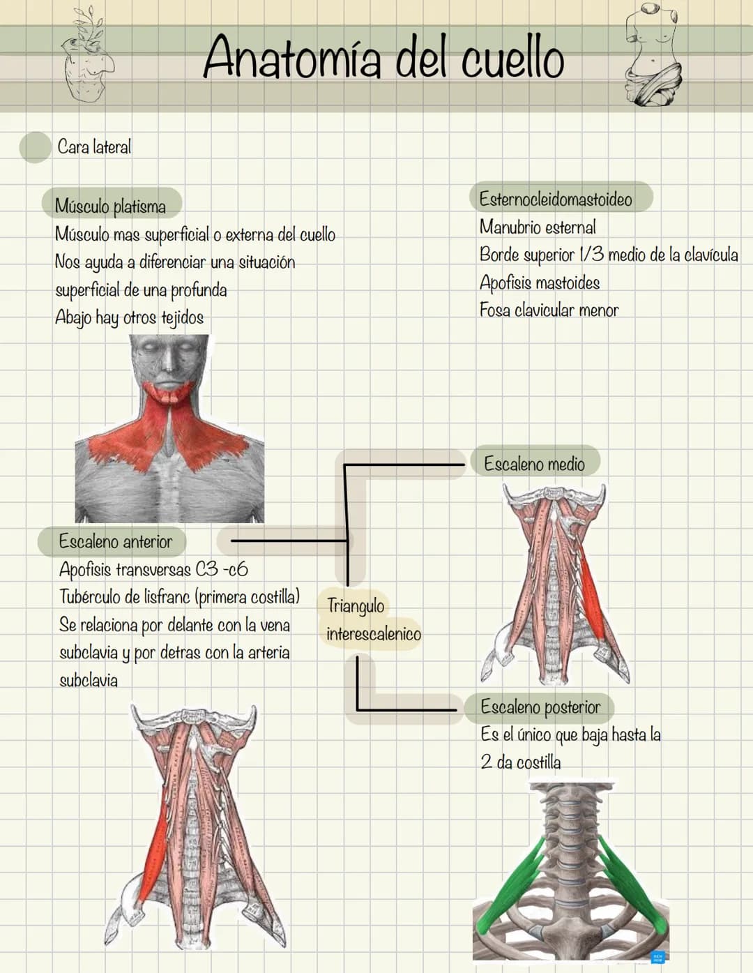 # Historia de la anatomía
1.
- Egipto
- Papiros de imhotep
2.
- Grecia
- Hipocrates
- Padre de la medicina
3.
- Alejandría
- H