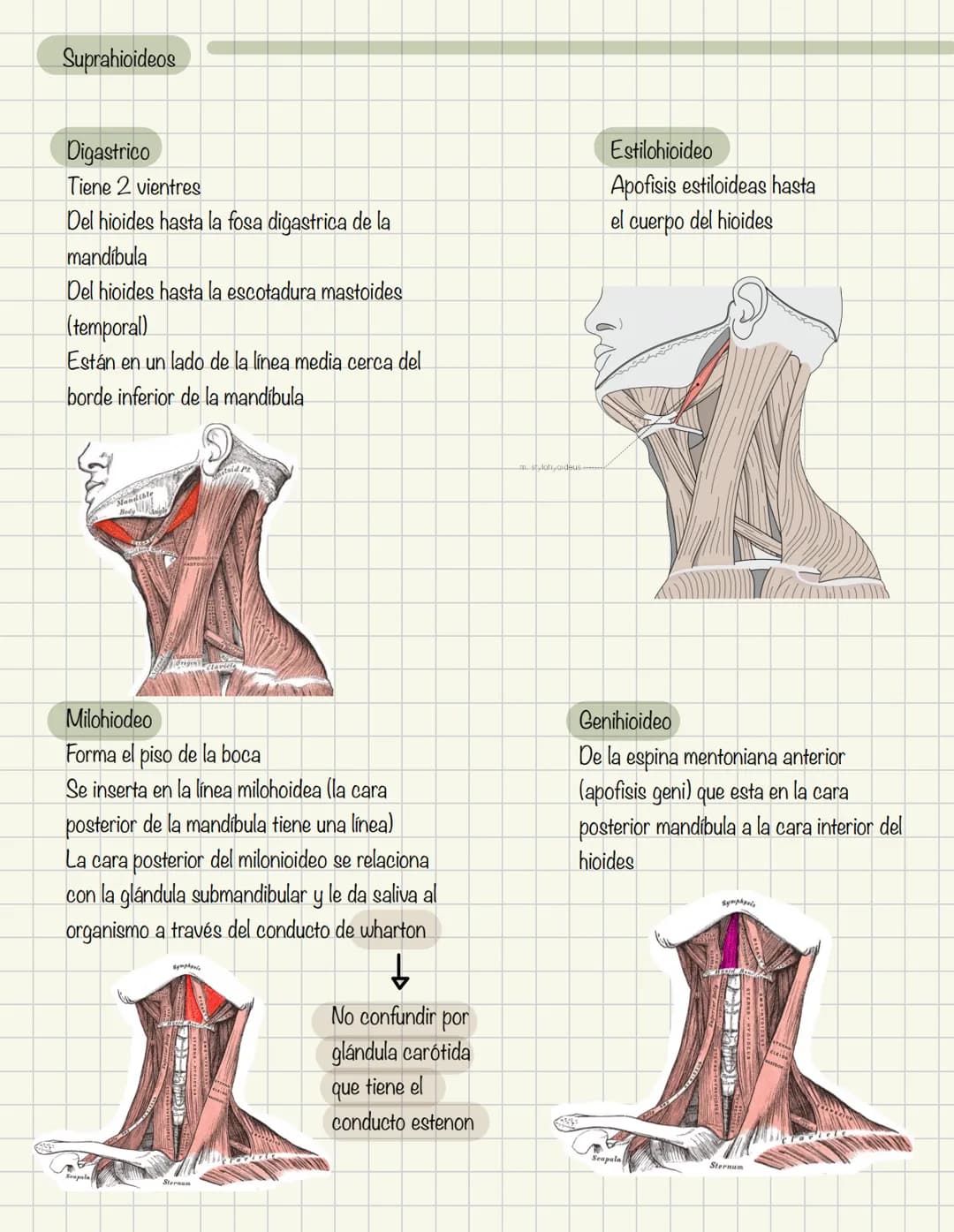 # Historia de la anatomía
1.
- Egipto
- Papiros de imhotep
2.
- Grecia
- Hipocrates
- Padre de la medicina
3.
- Alejandría
- H