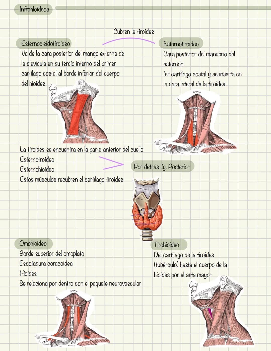 # Historia de la anatomía
1.
- Egipto
- Papiros de imhotep
2.
- Grecia
- Hipocrates
- Padre de la medicina
3.
- Alejandría
- H