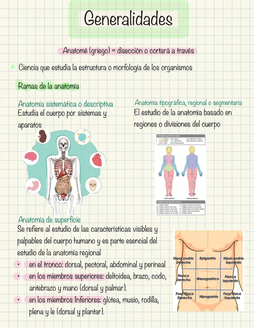 # Historia de la anatomía
1.
- Egipto
- Papiros de imhotep
2.
- Grecia
- Hipocrates
- Padre de la medicina
3.
- Alejandría
- H