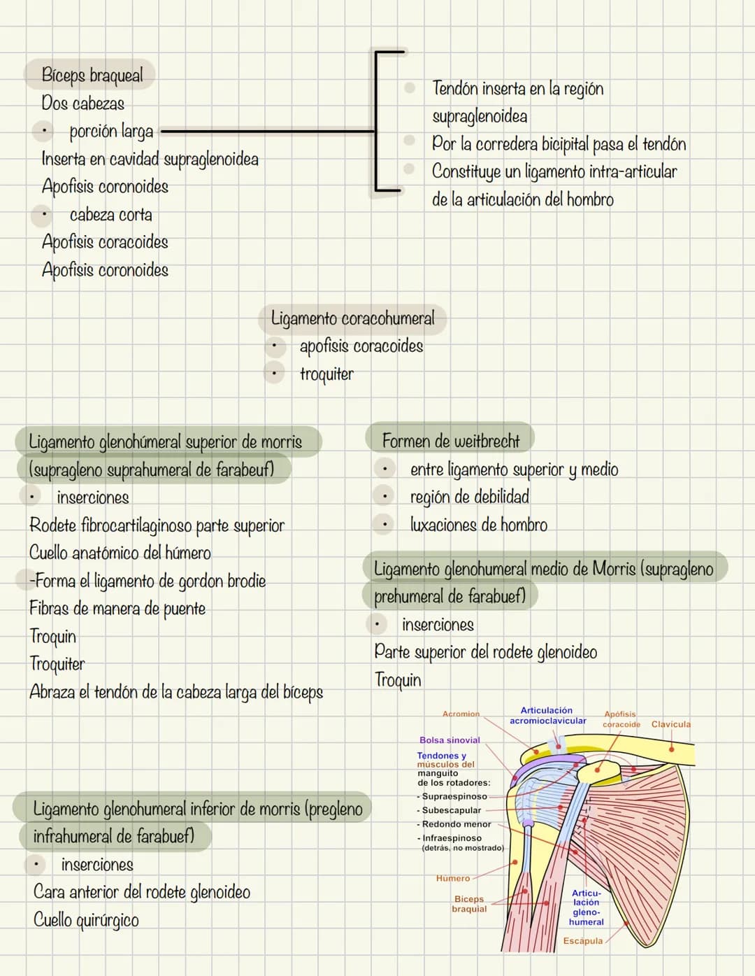 # Historia de la anatomía
1.
- Egipto
- Papiros de imhotep
2.
- Grecia
- Hipocrates
- Padre de la medicina
3.
- Alejandría
- H