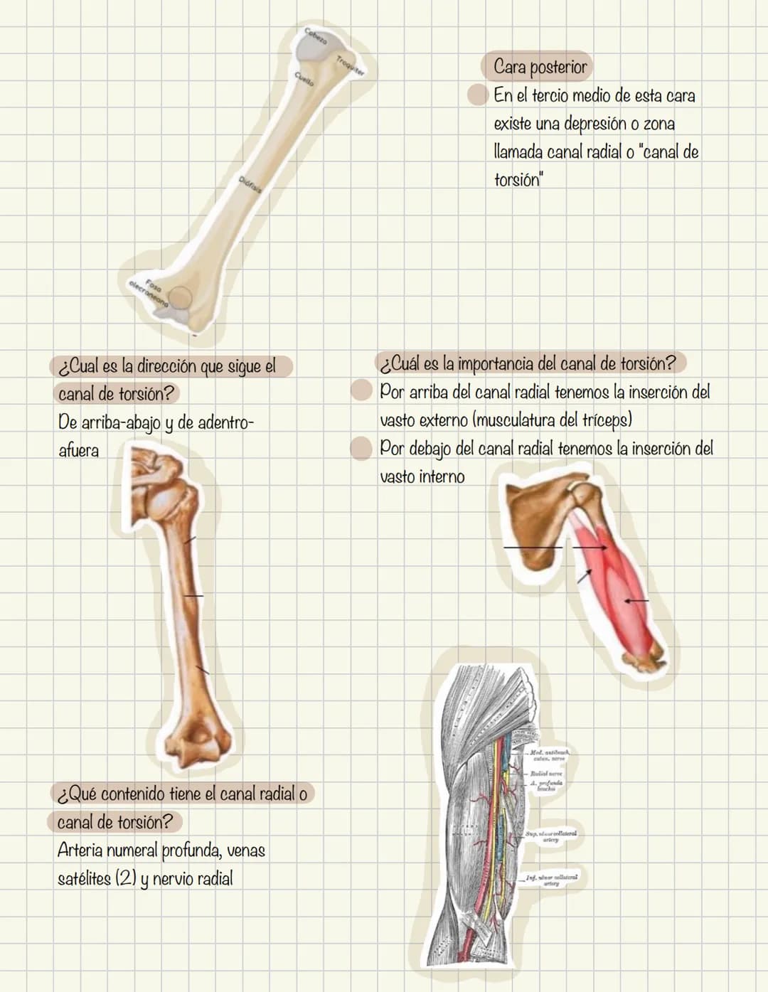 # Historia de la anatomía
1.
- Egipto
- Papiros de imhotep
2.
- Grecia
- Hipocrates
- Padre de la medicina
3.
- Alejandría
- H
