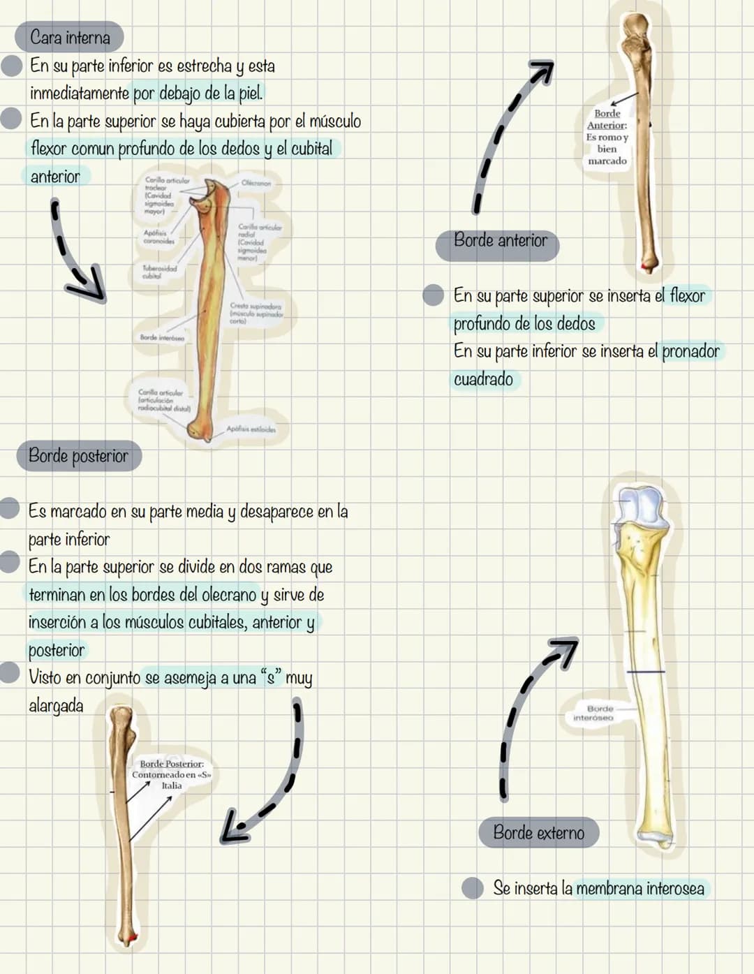 # Historia de la anatomía
1.
- Egipto
- Papiros de imhotep
2.
- Grecia
- Hipocrates
- Padre de la medicina
3.
- Alejandría
- H