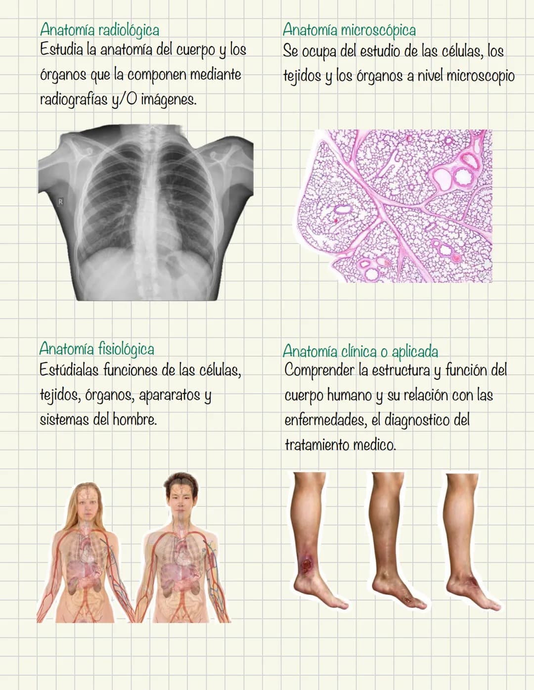 # Historia de la anatomía
1.
- Egipto
- Papiros de imhotep
2.
- Grecia
- Hipocrates
- Padre de la medicina
3.
- Alejandría
- H