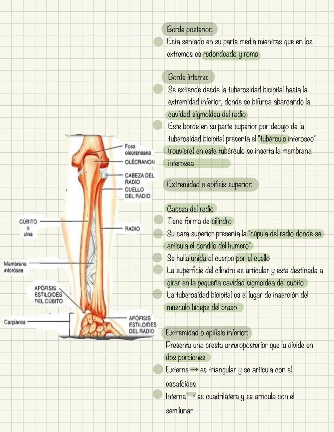 # Historia de la anatomía
1.
- Egipto
- Papiros de imhotep
2.
- Grecia
- Hipocrates
- Padre de la medicina
3.
- Alejandría
- H
