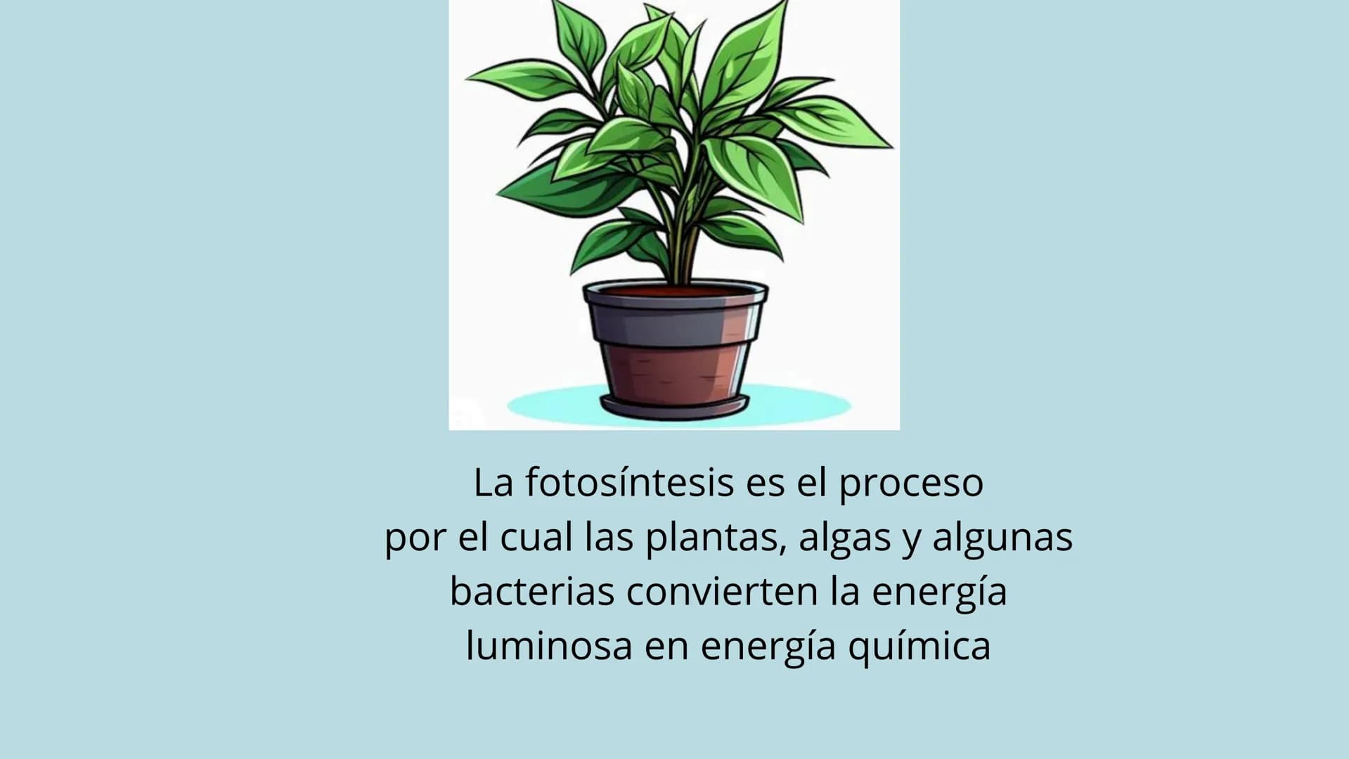 "FOTOSINTESIS"
DE LA LUZ SOLAR A LA VIDA
en la tierra La fotosíntesis es el proceso
por el cual las plantas, algas y algunas
bacterias convi