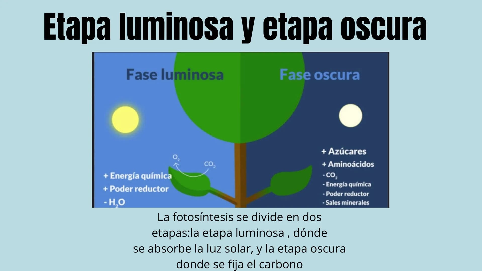 "FOTOSINTESIS"
DE LA LUZ SOLAR A LA VIDA
en la tierra La fotosíntesis es el proceso
por el cual las plantas, algas y algunas
bacterias convi