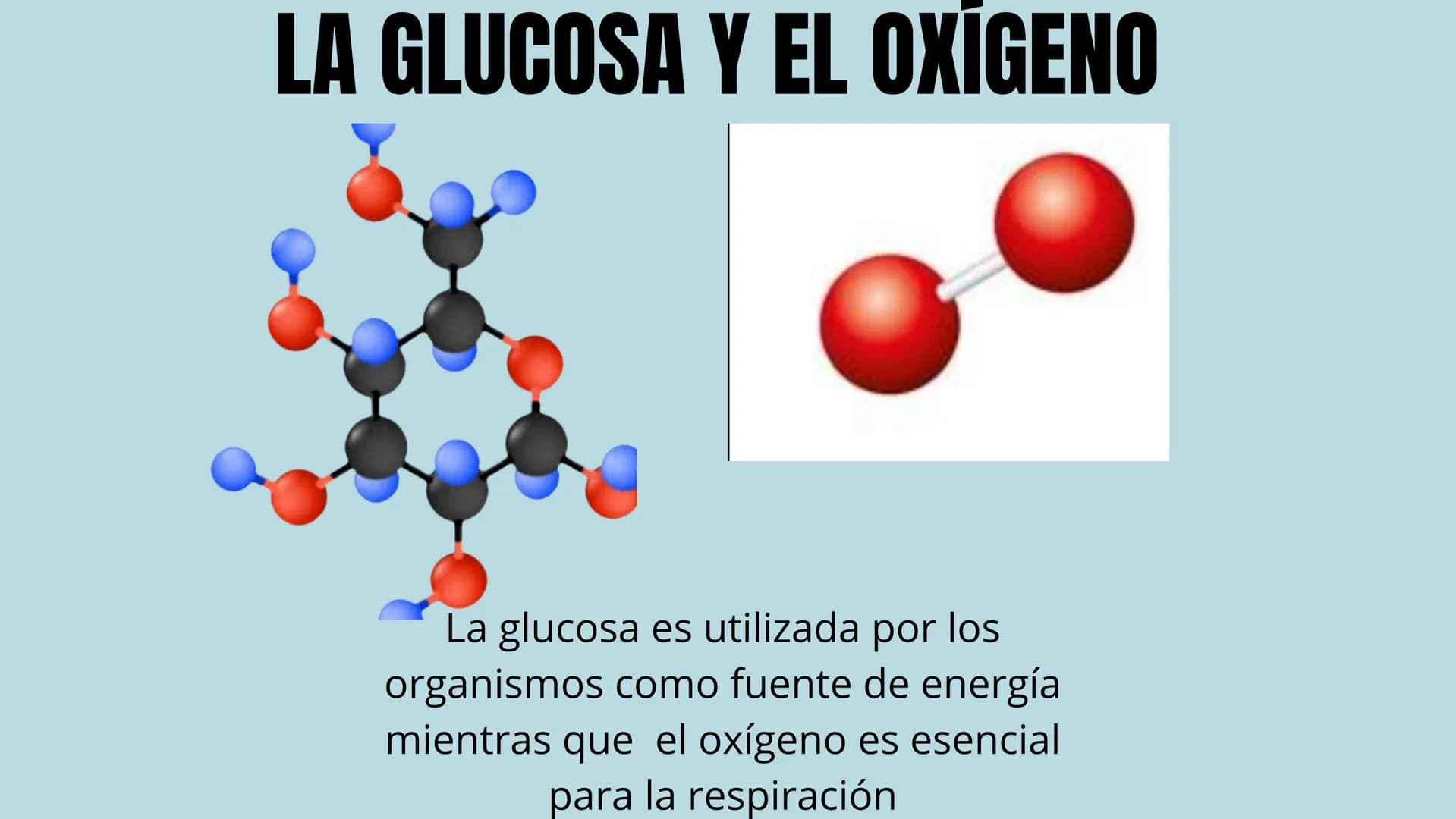 "FOTOSINTESIS"
DE LA LUZ SOLAR A LA VIDA
en la tierra La fotosíntesis es el proceso
por el cual las plantas, algas y algunas
bacterias convi