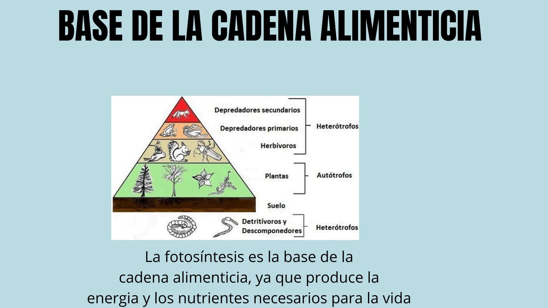 "FOTOSINTESIS"
DE LA LUZ SOLAR A LA VIDA
en la tierra La fotosíntesis es el proceso
por el cual las plantas, algas y algunas
bacterias convi