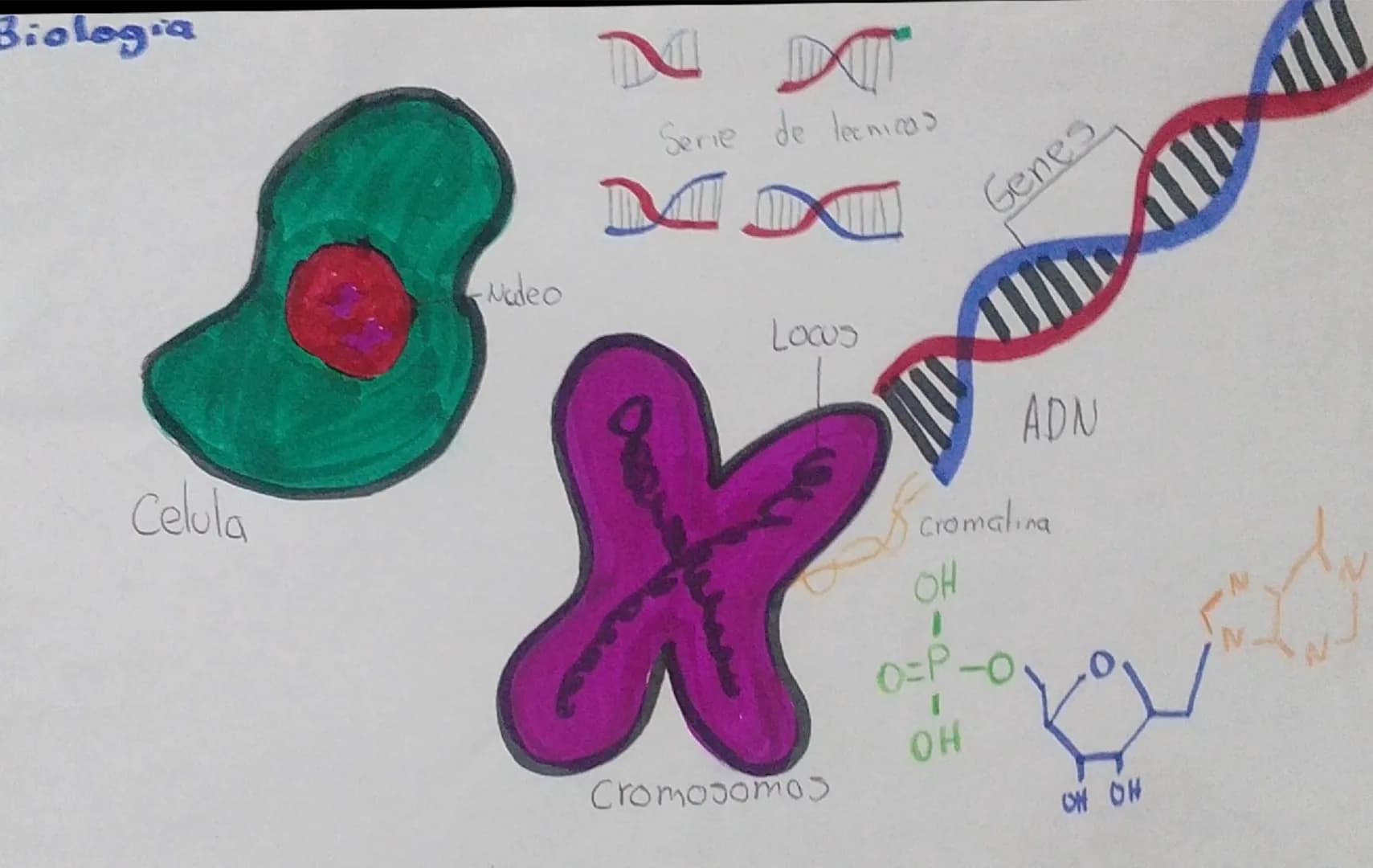 Biologia
Celula
Nucleo
NN
Serie de tecnicas
MDM
Genes
Locus
ADN
Cromatina
HO
O=P-O
OH
Cromosomos
OH OH