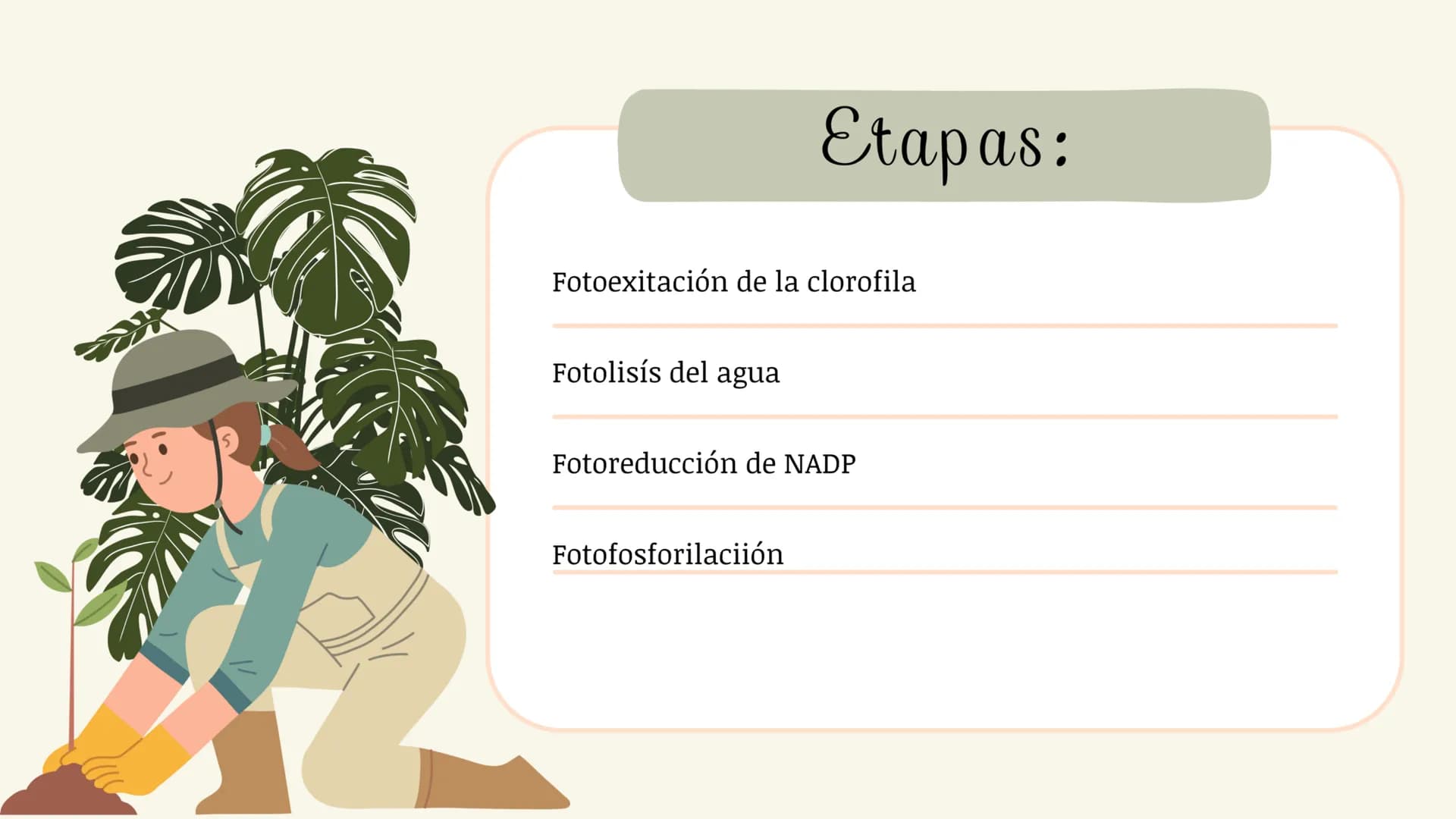 # Etapas:
* Fotoexcitación de la clorofila
* Fotolisis del agua
* Fotorreducción de NADP
* Fotofosforilaciión ¿Que es la fase luminosa?
La