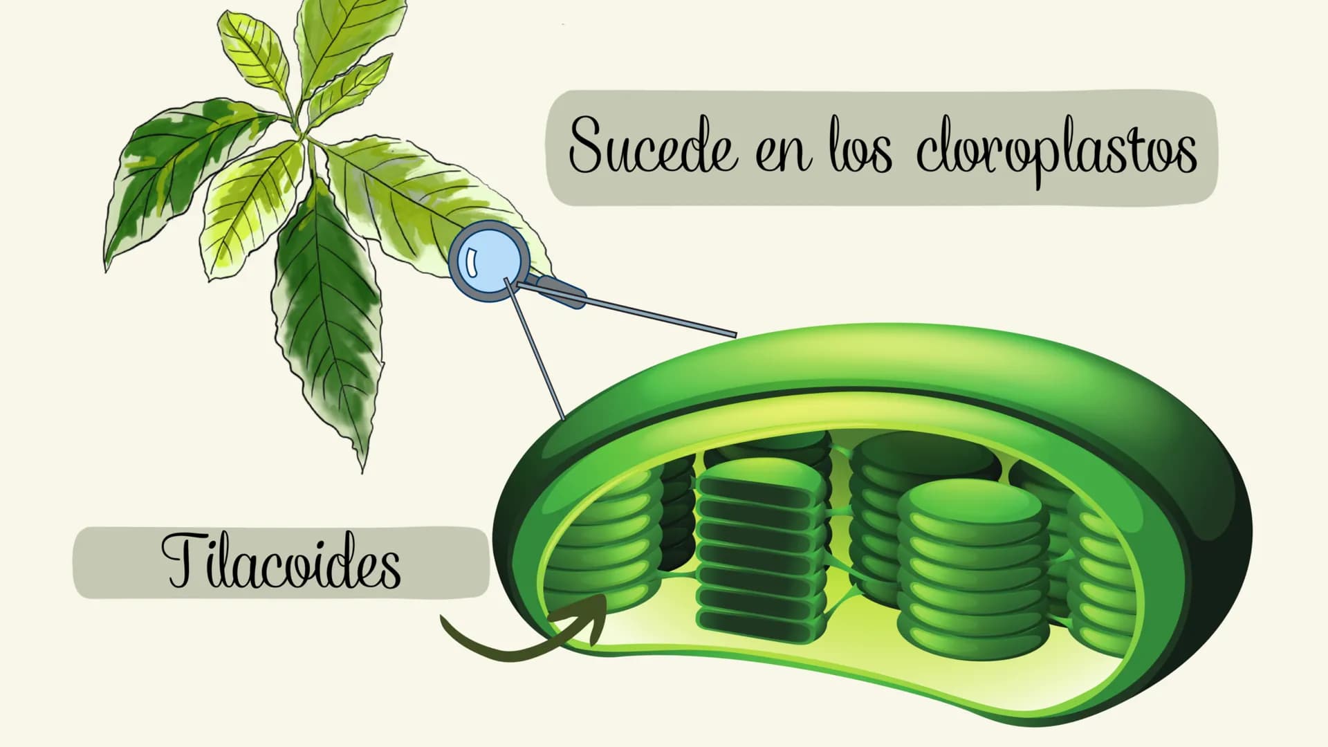 # Etapas:
* Fotoexcitación de la clorofila
* Fotolisis del agua
* Fotorreducción de NADP
* Fotofosforilaciión ¿Que es la fase luminosa?
La