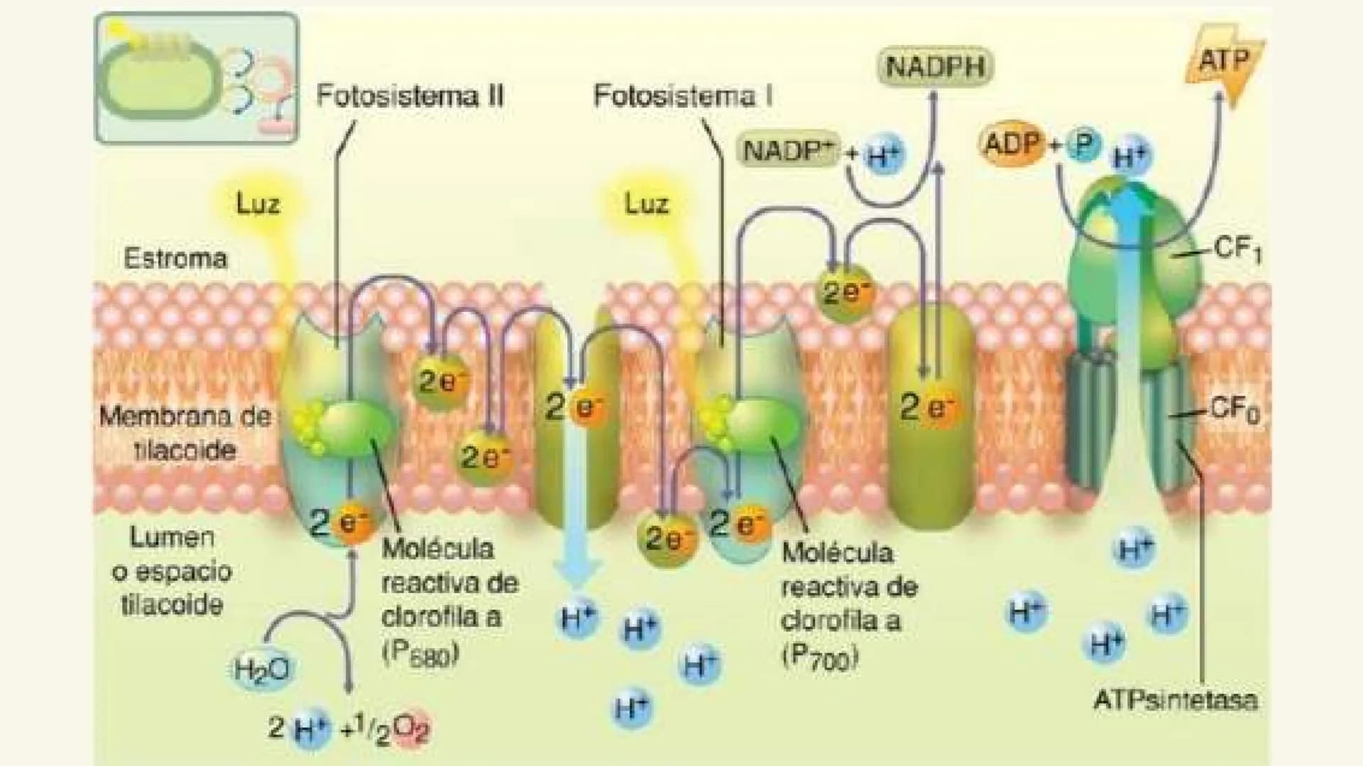 # Etapas:
* Fotoexcitación de la clorofila
* Fotolisis del agua
* Fotorreducción de NADP
* Fotofosforilaciión ¿Que es la fase luminosa?
La